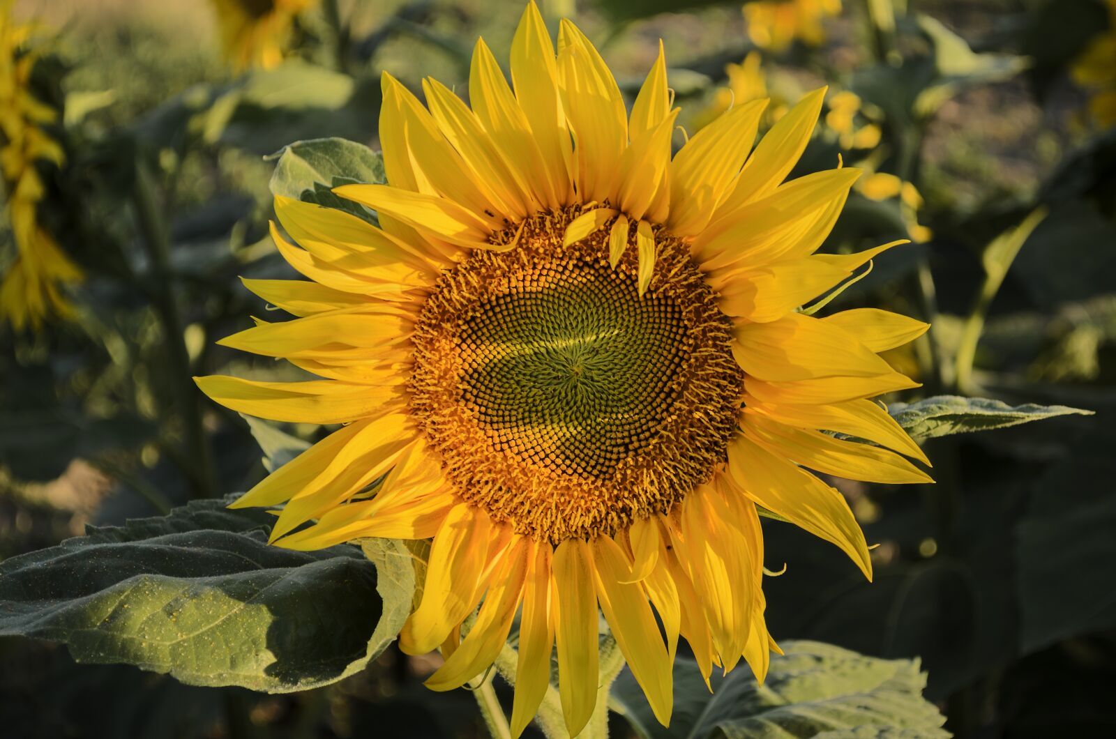 Nikon D5100 sample photo. Sunflower, summer, sunshine photography