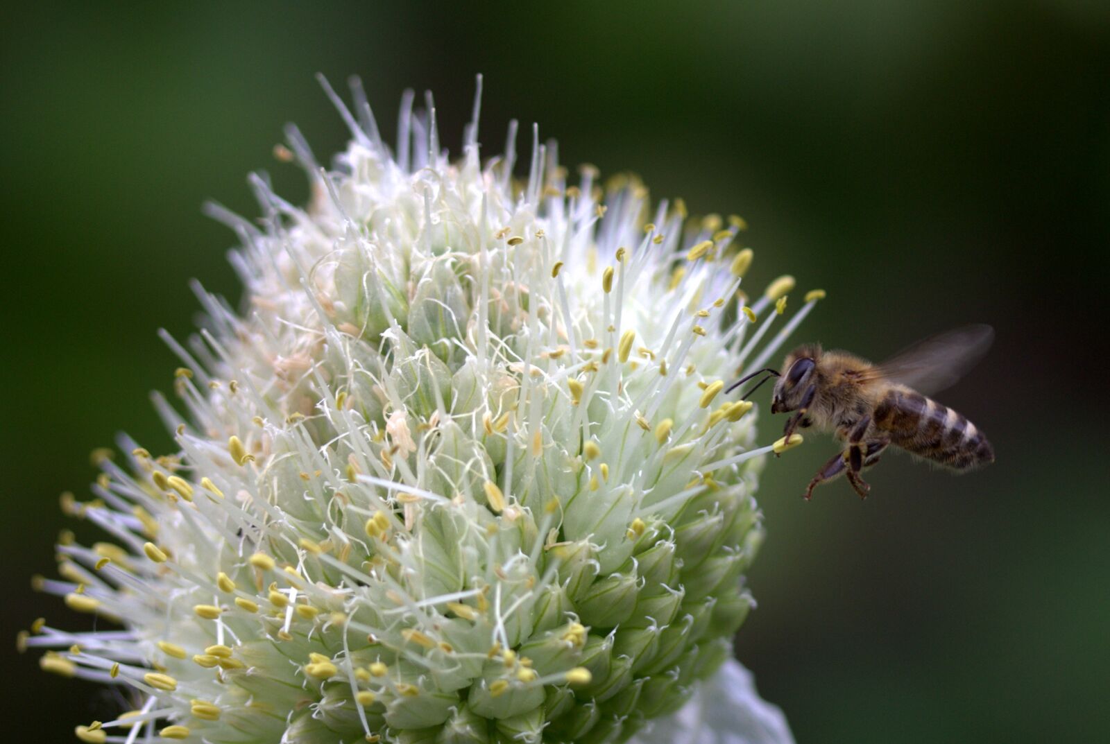 Canon EF-S 60mm F2.8 Macro USM sample photo. Bee, flight, flower photography