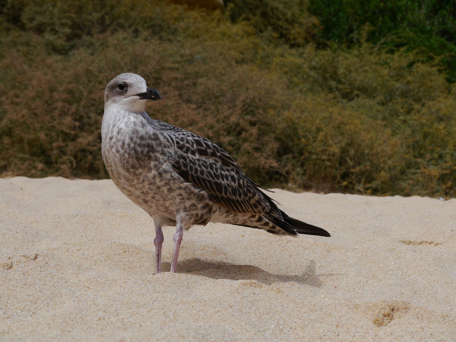 Panasonic Lumix DMC-G3 sample photo. Seagull, beach, bird photography