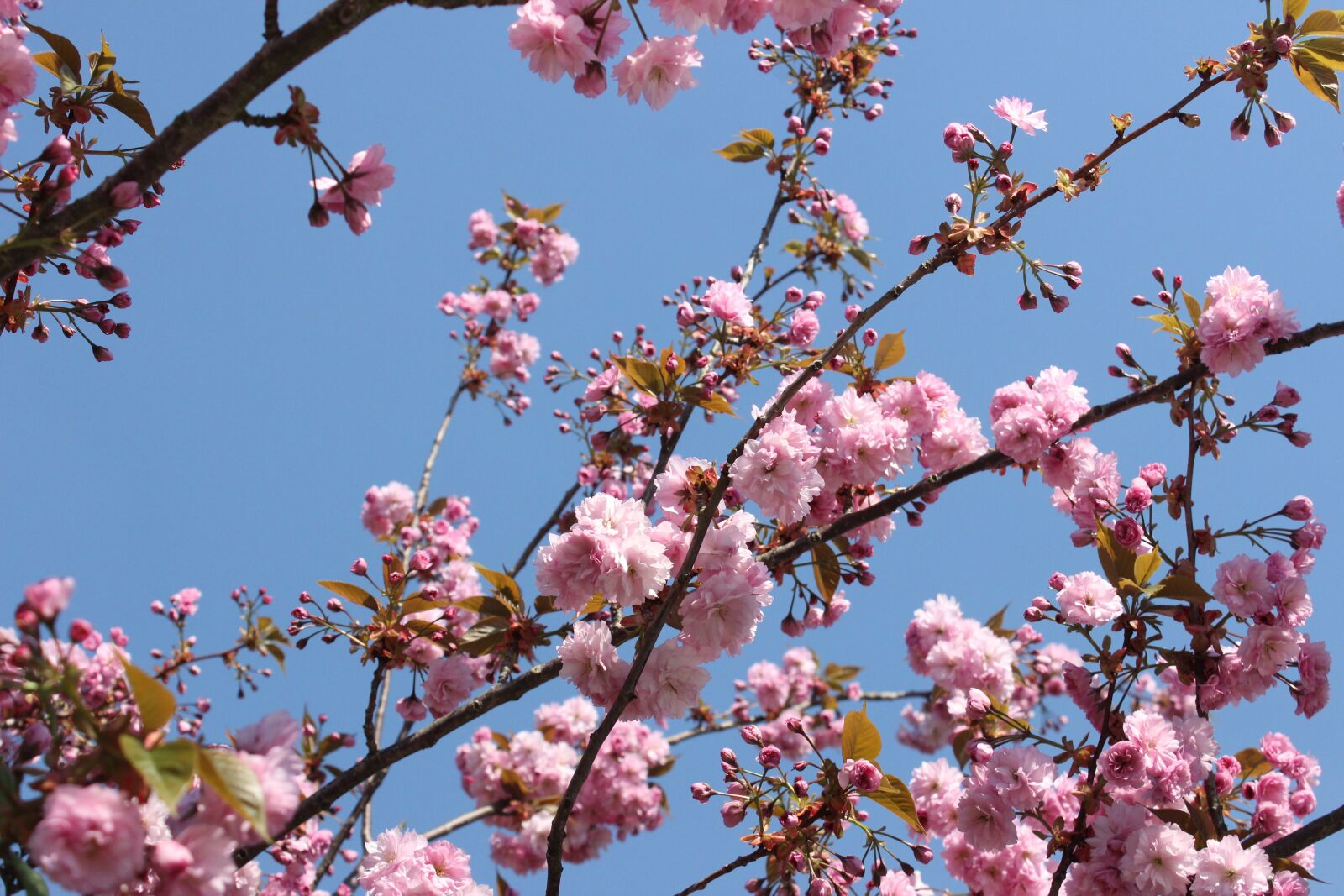 Canon EOS 600D (Rebel EOS T3i / EOS Kiss X5) sample photo. Nature, cherry blossoms, blossom photography