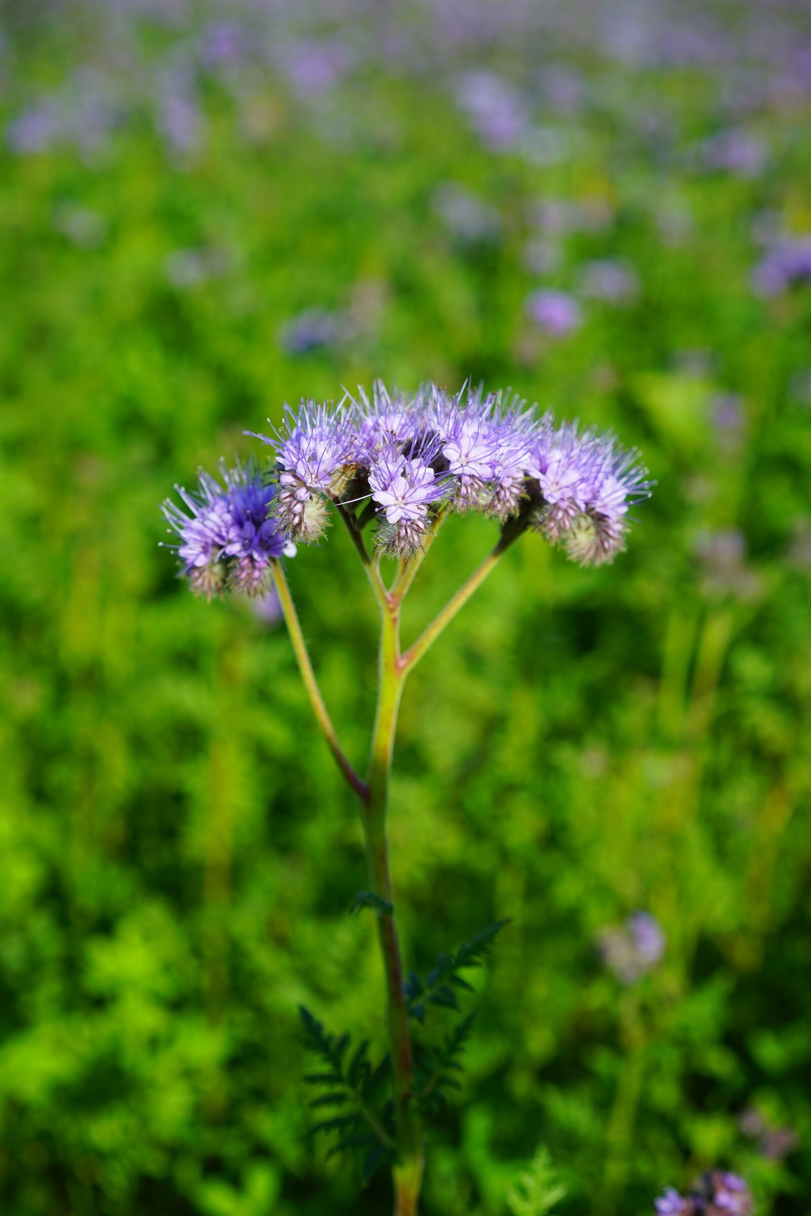 Sony Sonnar T* FE 55mm F1.8 ZA sample photo. Tufted flower, phacelia, water-leaf photography