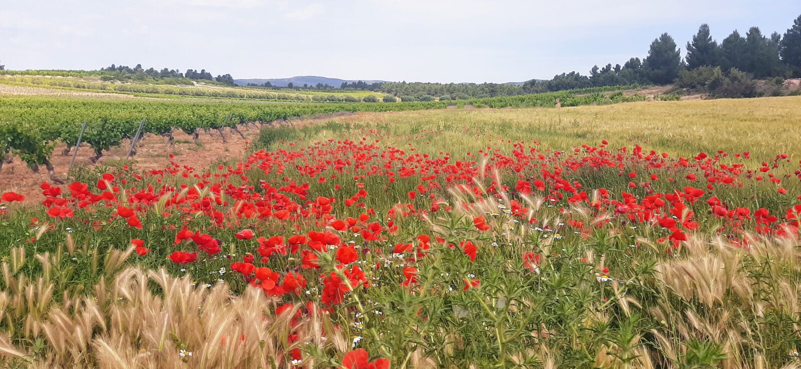 Samsung Galaxy A50 sample photo. Poppies, vineyards, landscape photography