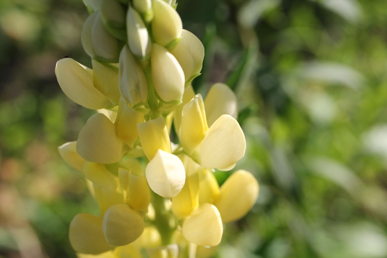 Canon EOS 550D (EOS Rebel T2i / EOS Kiss X4) sample photo. Yellow, flower, blossom photography