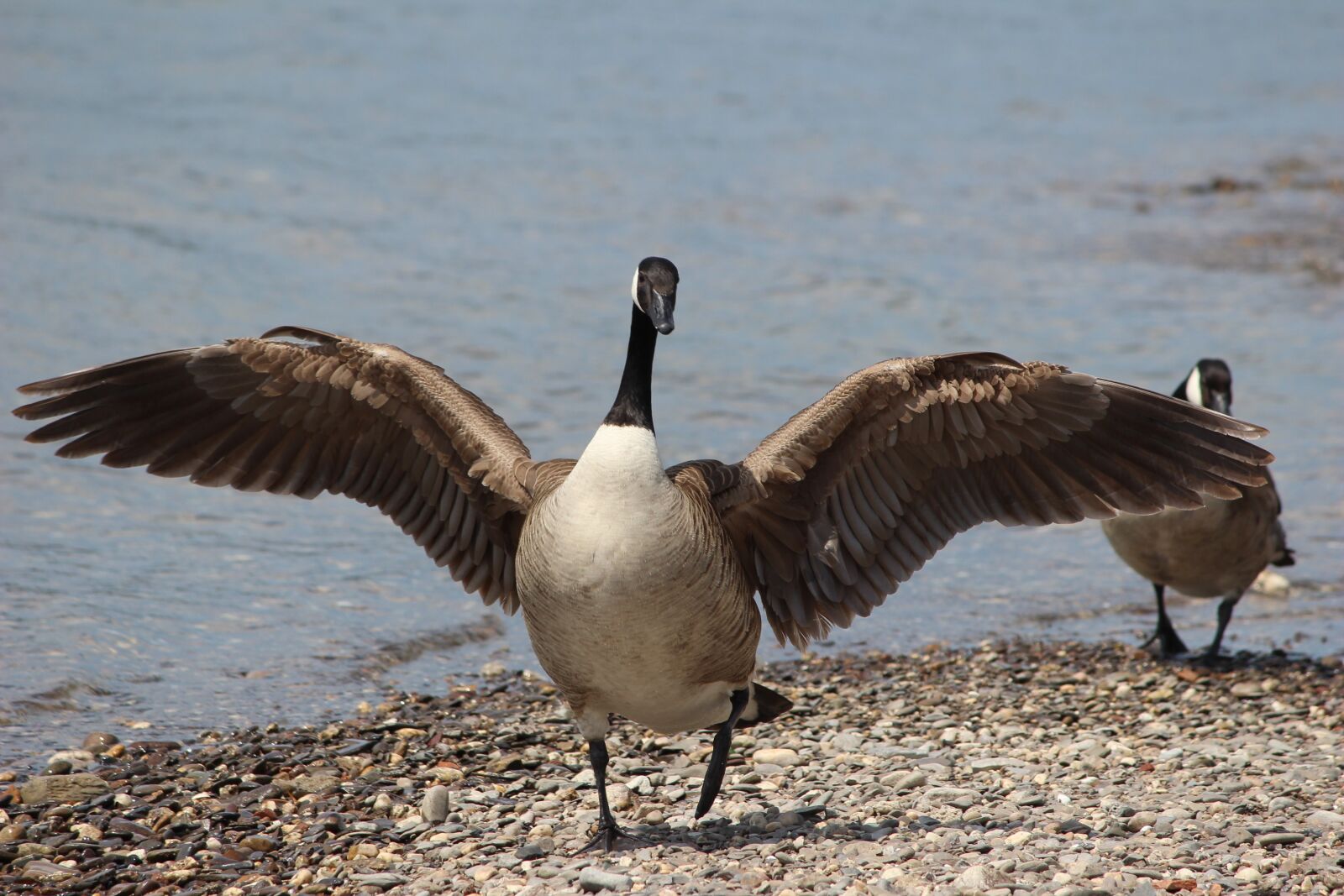 Canon EOS 600D (Rebel EOS T3i / EOS Kiss X5) sample photo. Bird, waters, animal world photography