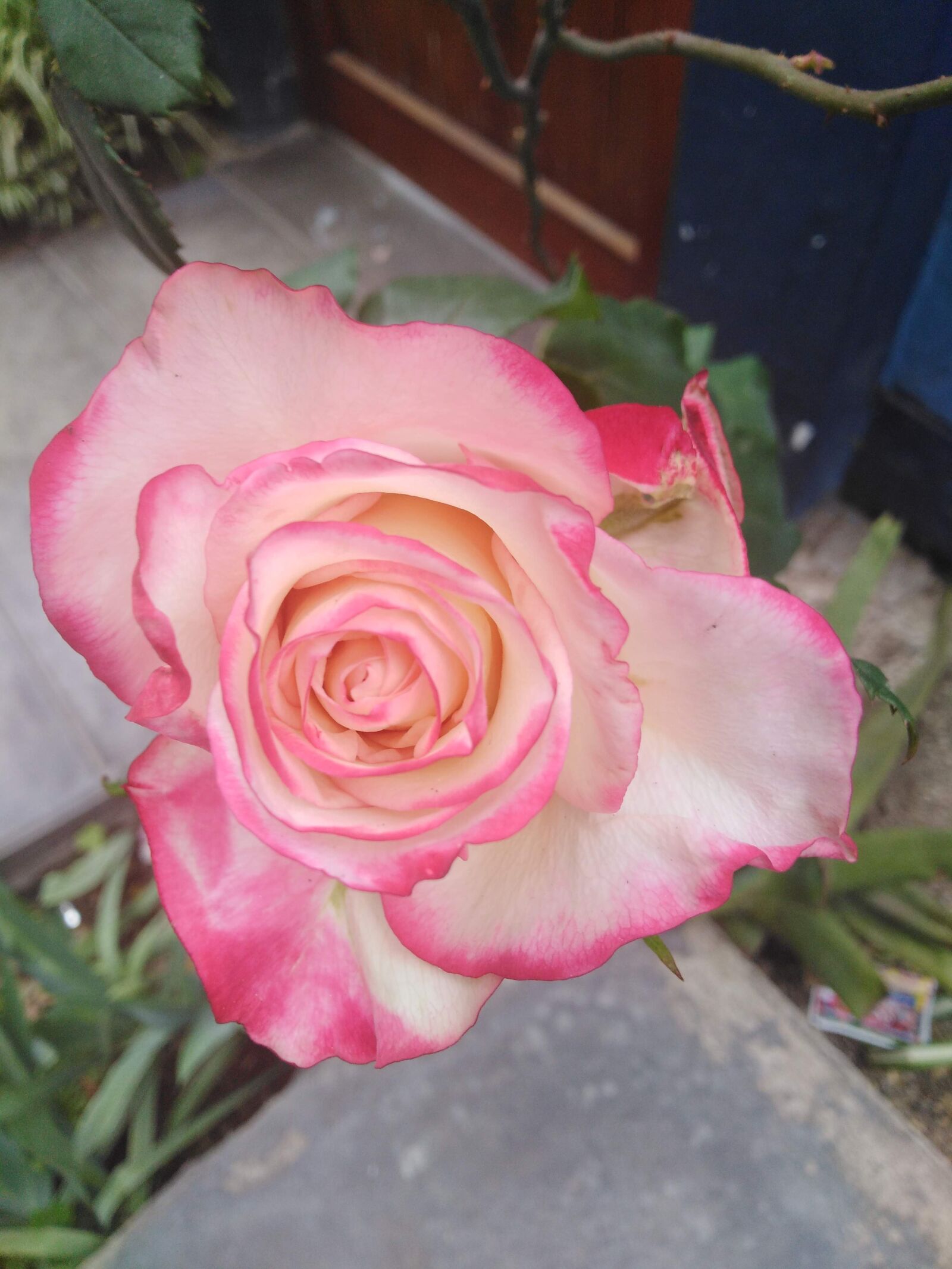 HUAWEI LDN-L21 sample photo. Rose, flower, floral photography
