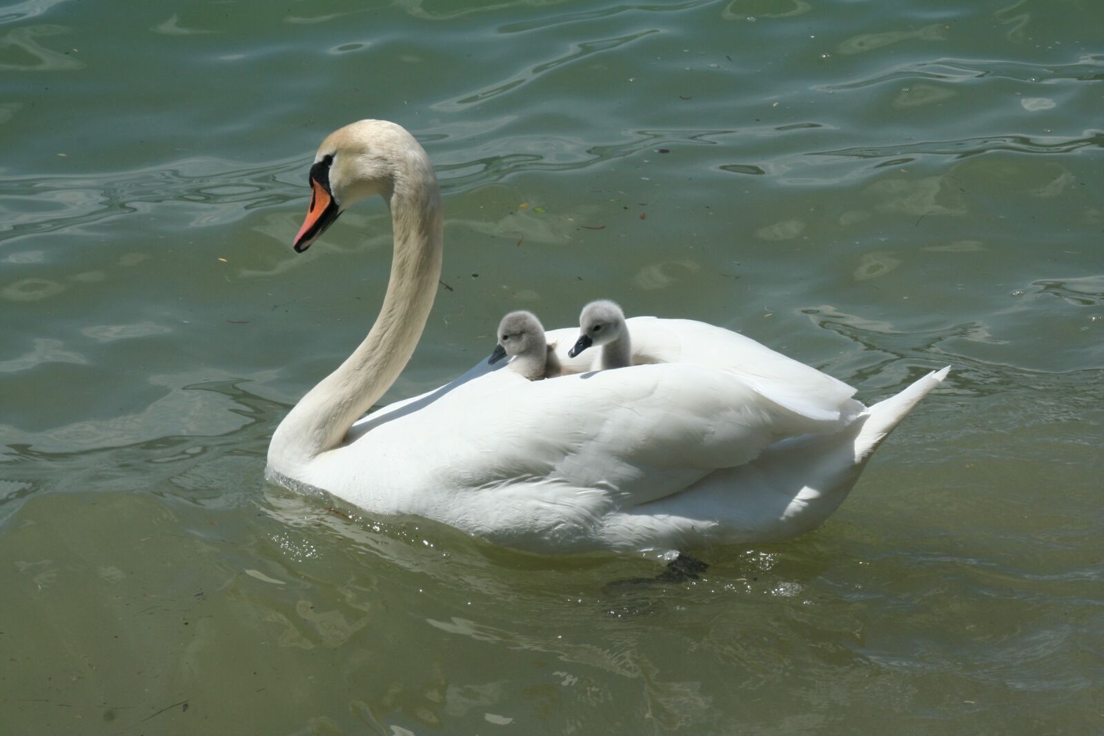 Canon EOS 350D (EOS Digital Rebel XT / EOS Kiss Digital N) sample photo. Swan, lake, waters photography