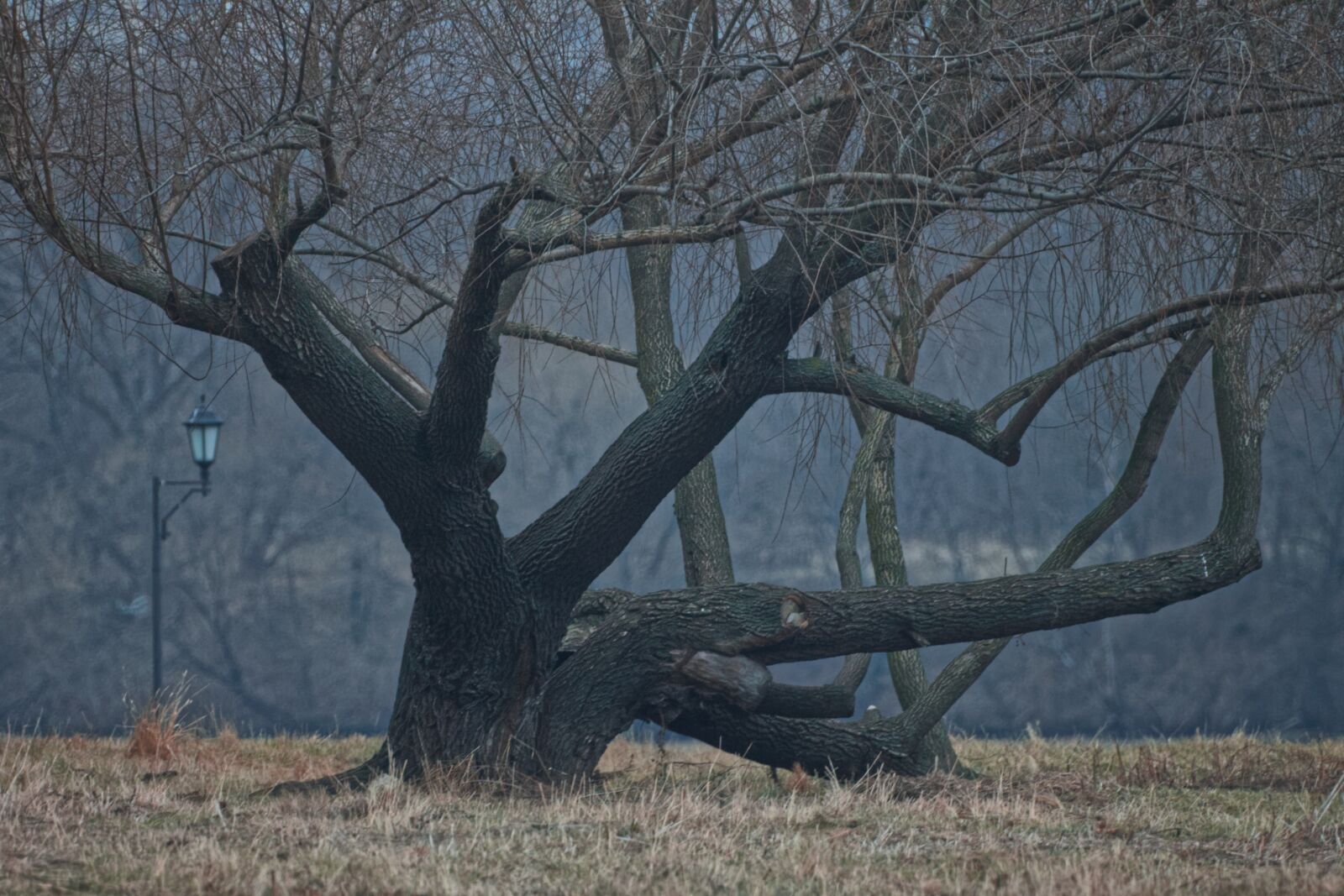 Canon EOS 500D (EOS Rebel T1i / EOS Kiss X3) sample photo. Tree, stroll, park photography