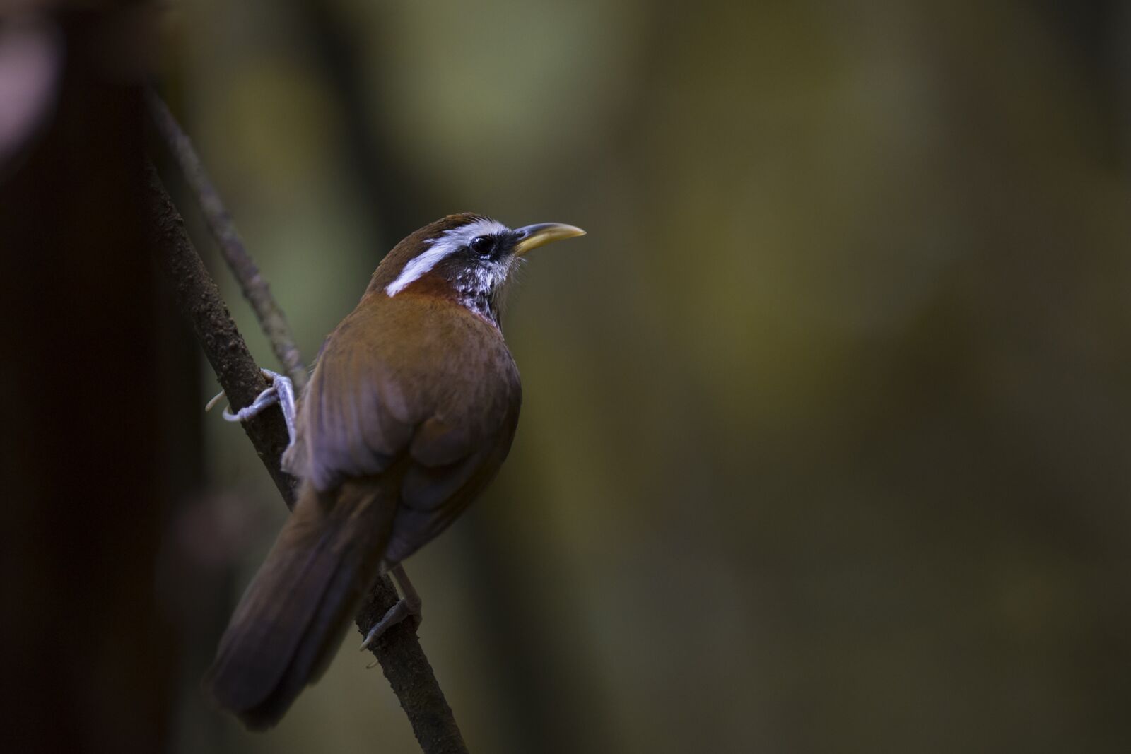 Nikon D7200 sample photo. Streak-breasted scimitar babbler, bird photography