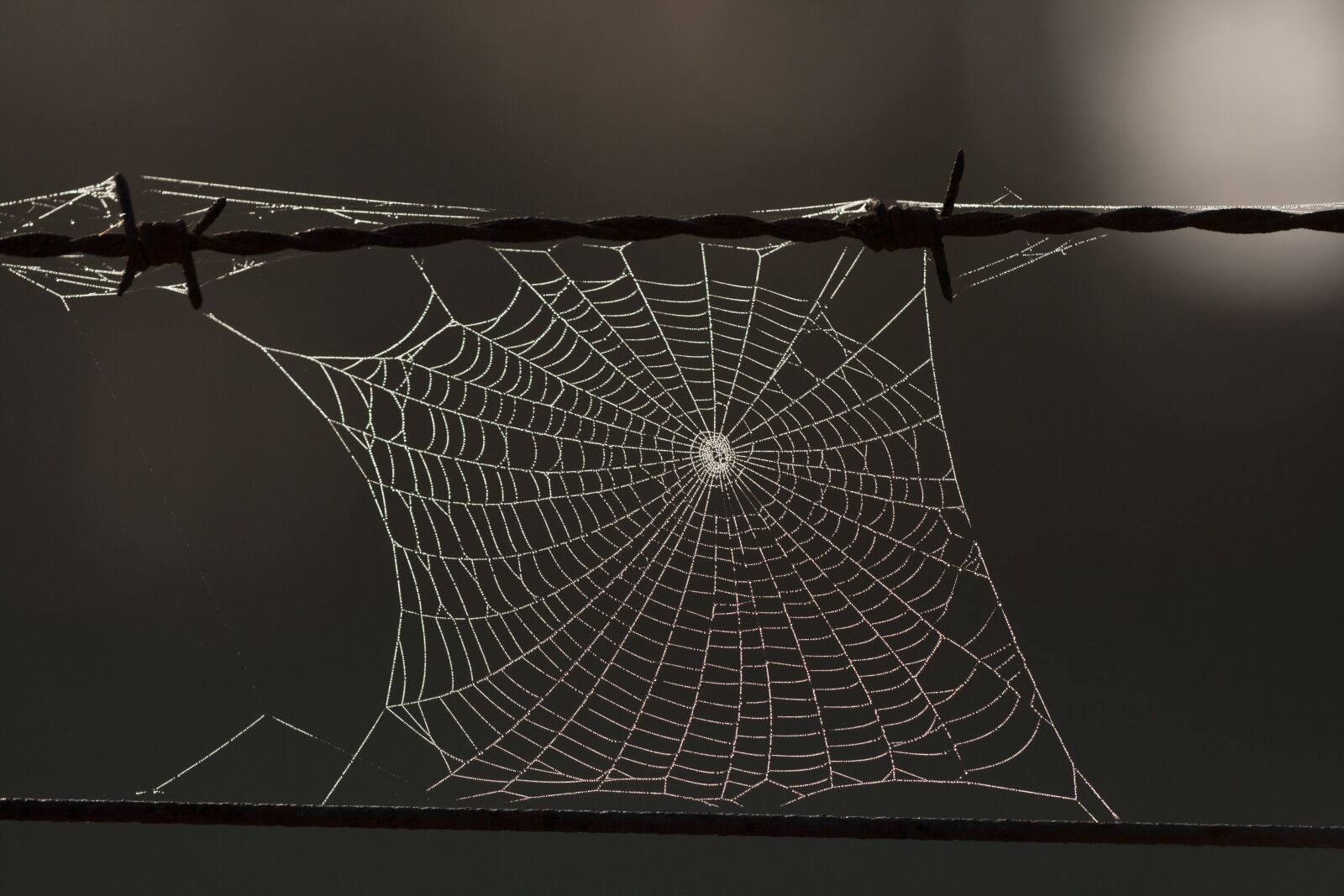 Canon EOS 400D (EOS Digital Rebel XTi / EOS Kiss Digital X) sample photo. Cobweb, web, autumn photography