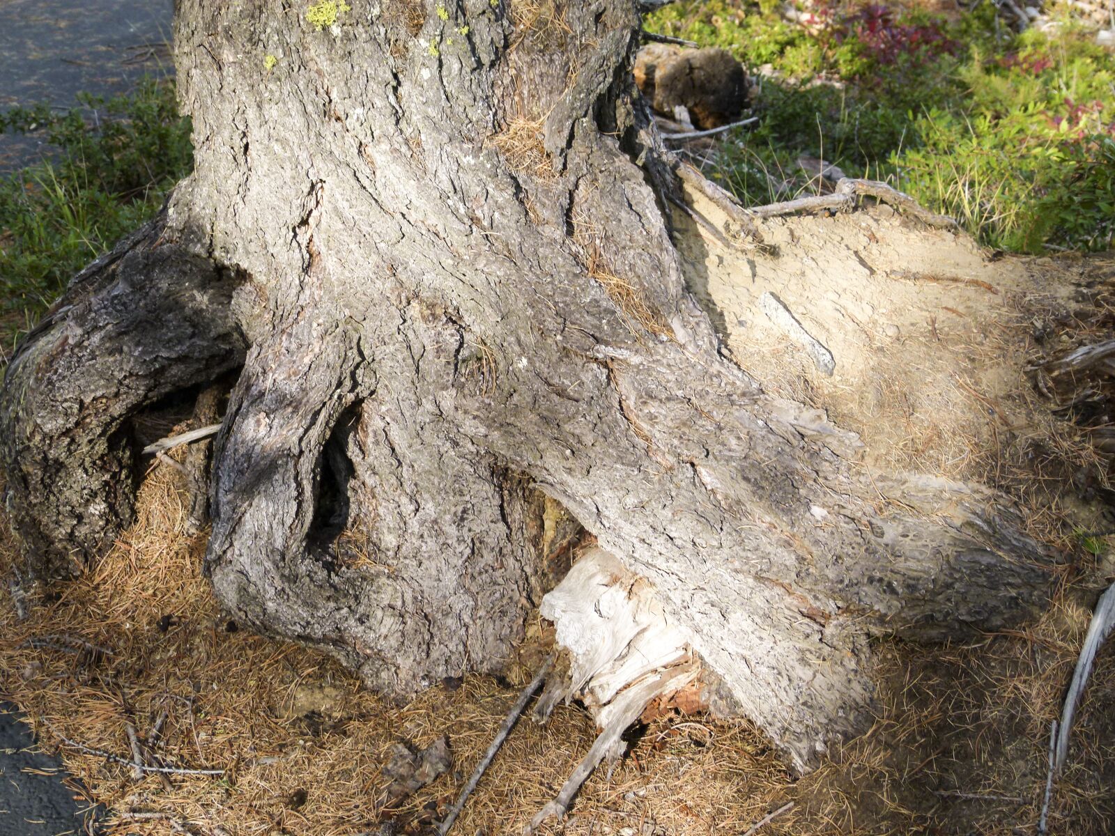 Panasonic Lumix DMC-FZ100 sample photo. Tree, root, nature photography