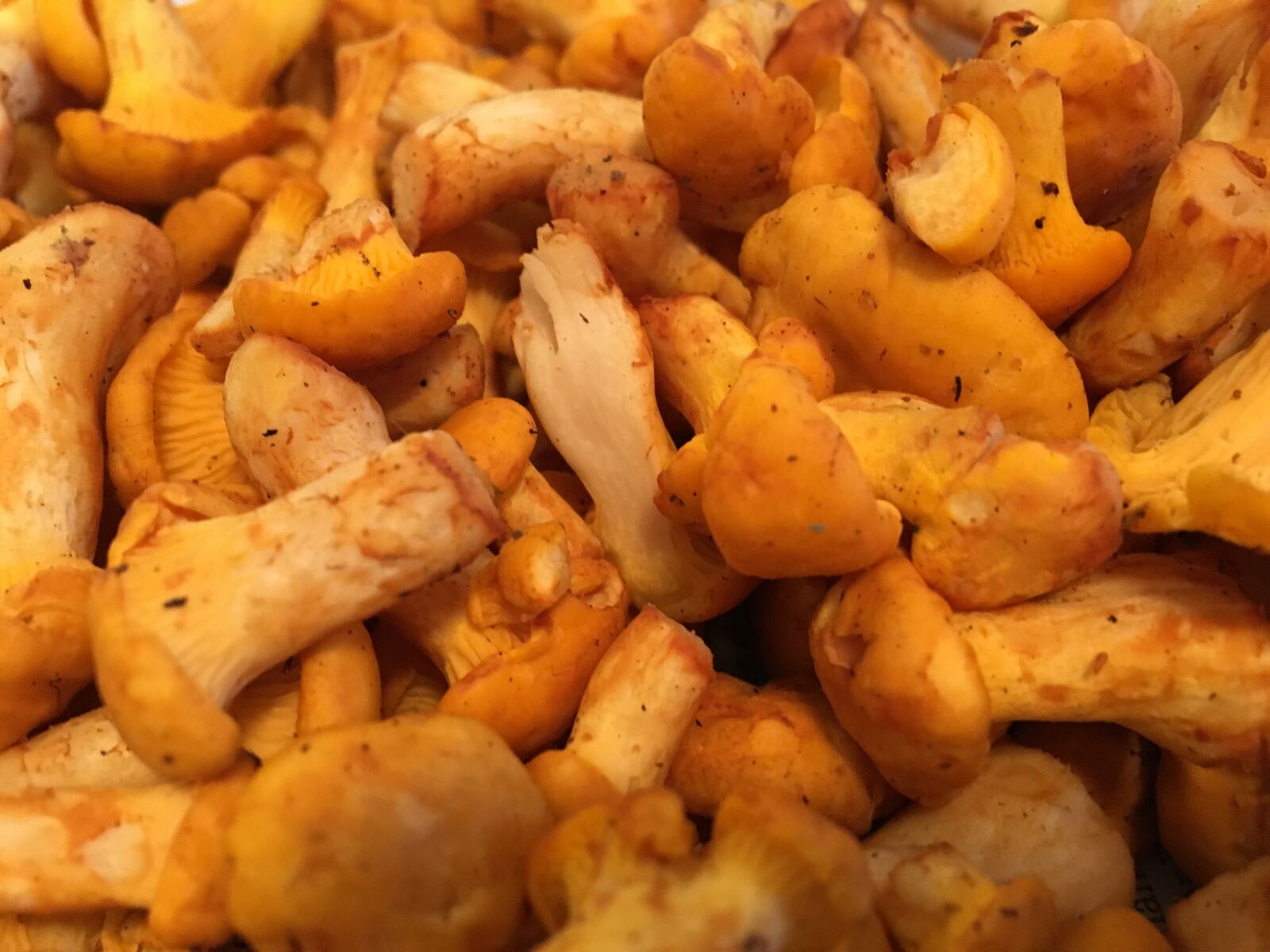 iPhone 6s back camera 4.15mm f/2.2 sample photo. Detail, pfifferling, pfifferlinge, pilze photography