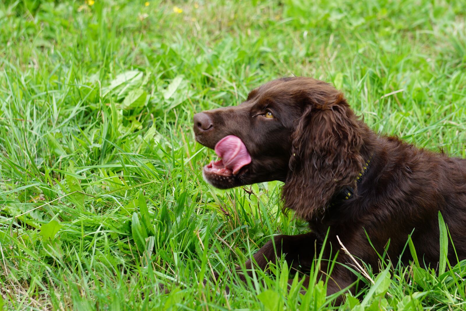 Sony E 55-210mm F4.5-6.3 OSS sample photo. German quail dog, stoeberhund photography