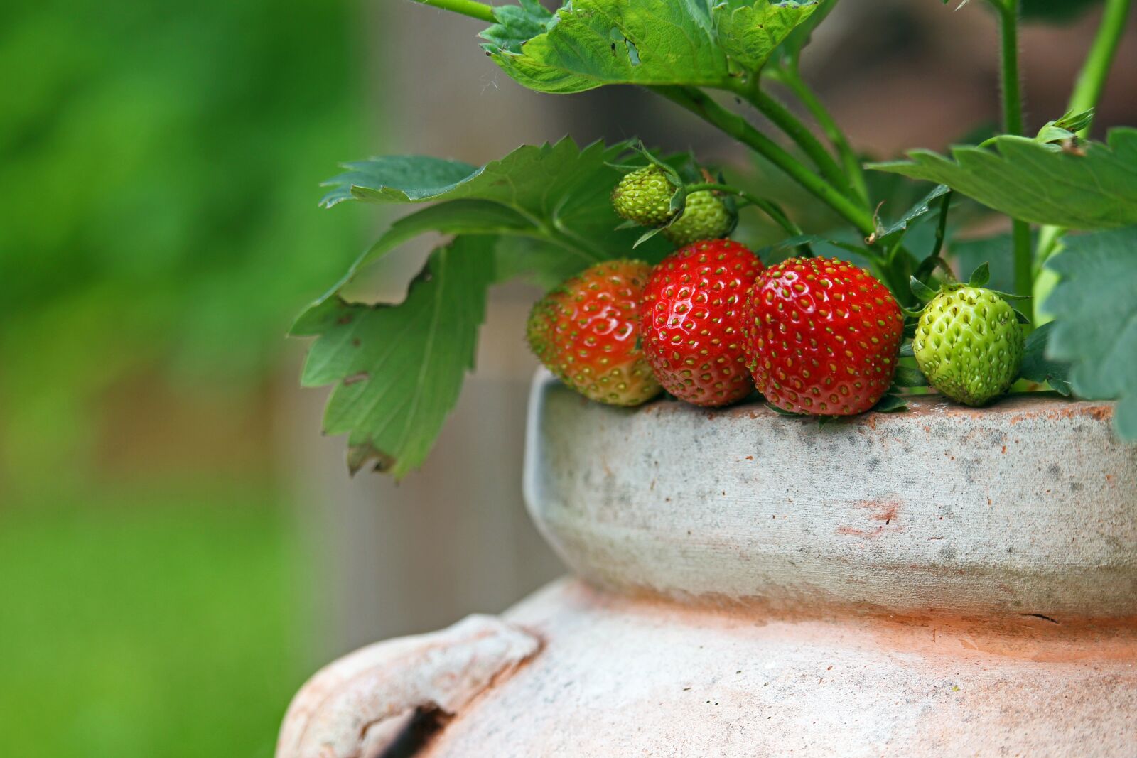 Canon EF-S 55-250mm F4-5.6 IS STM sample photo. Strawberries, garden, fruit photography