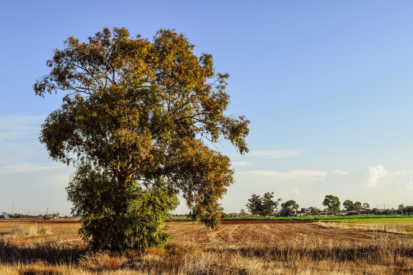 Nikon D3300 sample photo. Tree, landscape, field photography