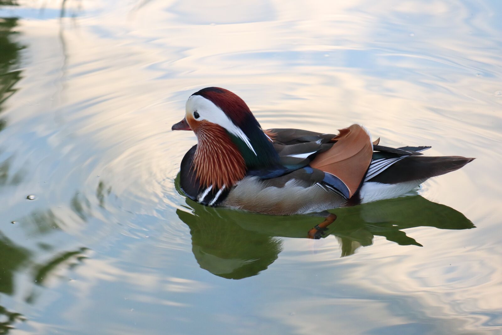 Canon EF-M 18-150mm F3.5-6.3 IS STM sample photo. Water, duck, mandarin photography