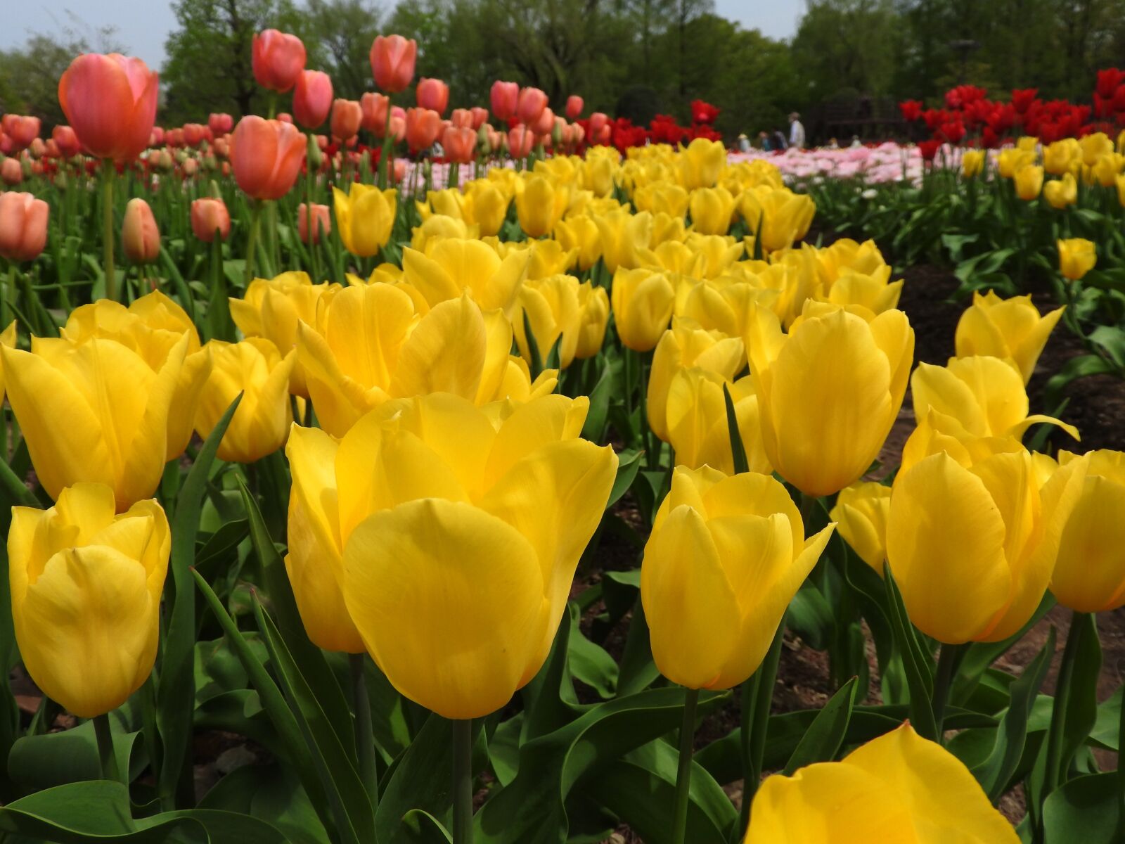 Nikon Coolpix P610 sample photo. Yellow tulips, flowers, yellow photography