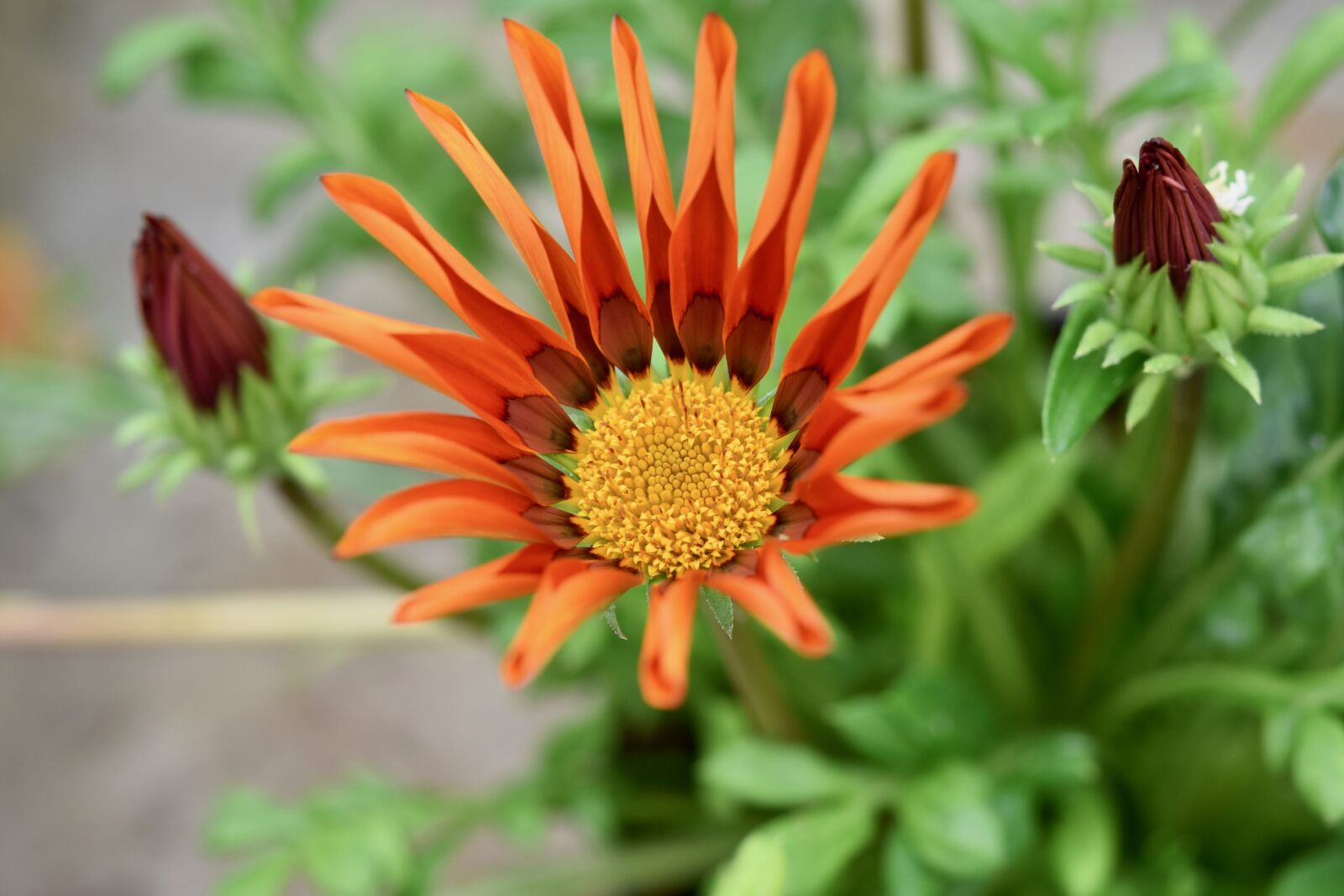 Nikon D5600 sample photo. Flower, flower petals, marguerite photography