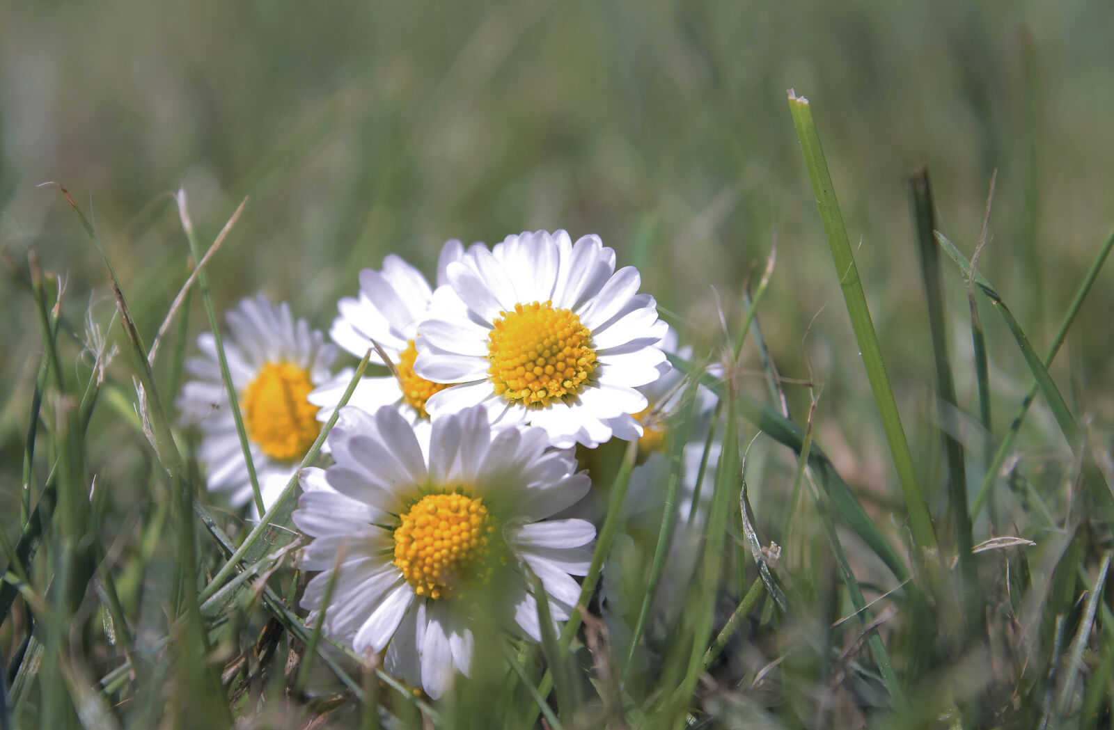 Canon EOS 1100D (EOS Rebel T3 / EOS Kiss X50) sample photo. Daisy, flower, grass, green photography