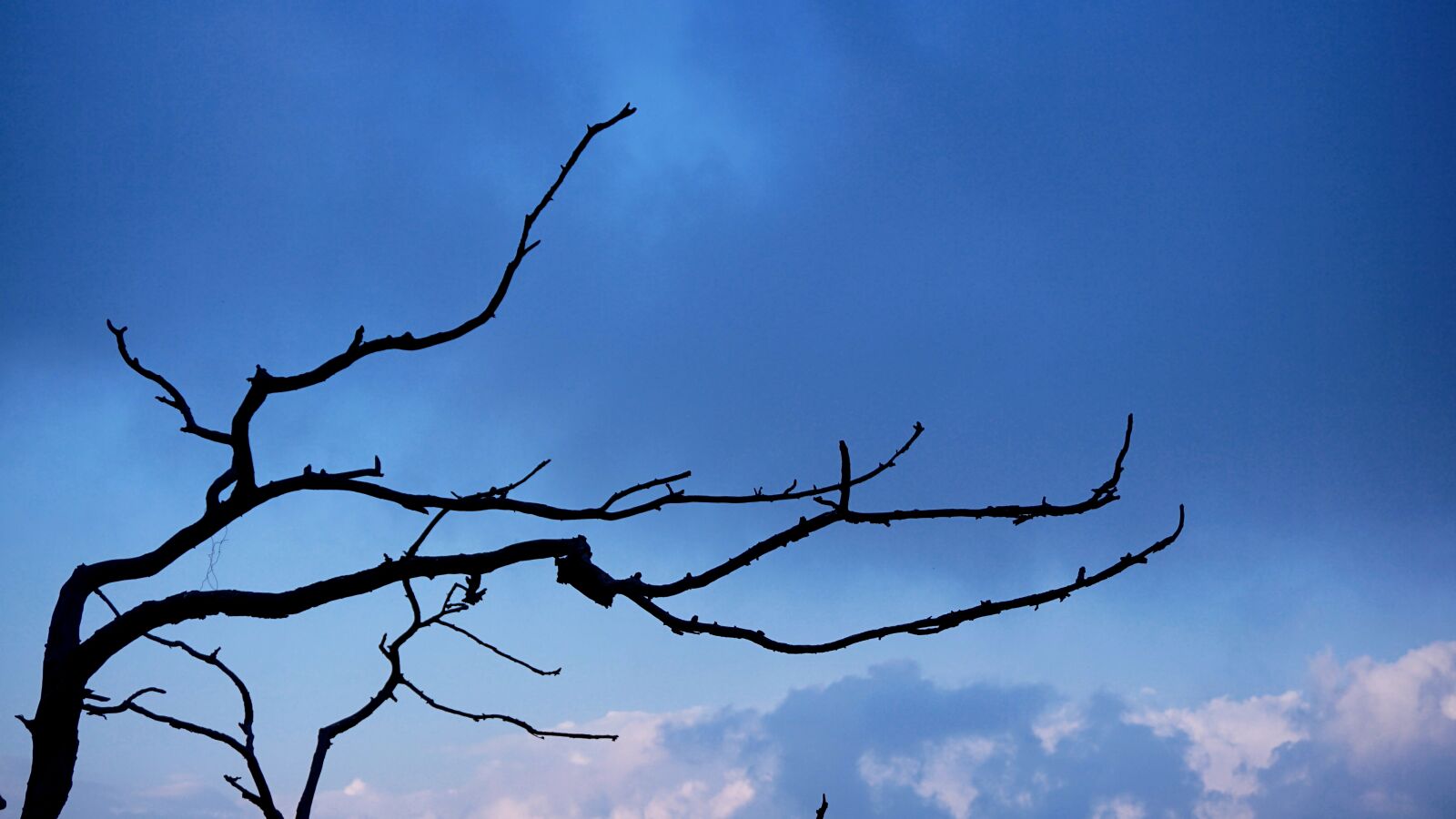 Sony a6000 sample photo. Air, blue, sky, branches photography