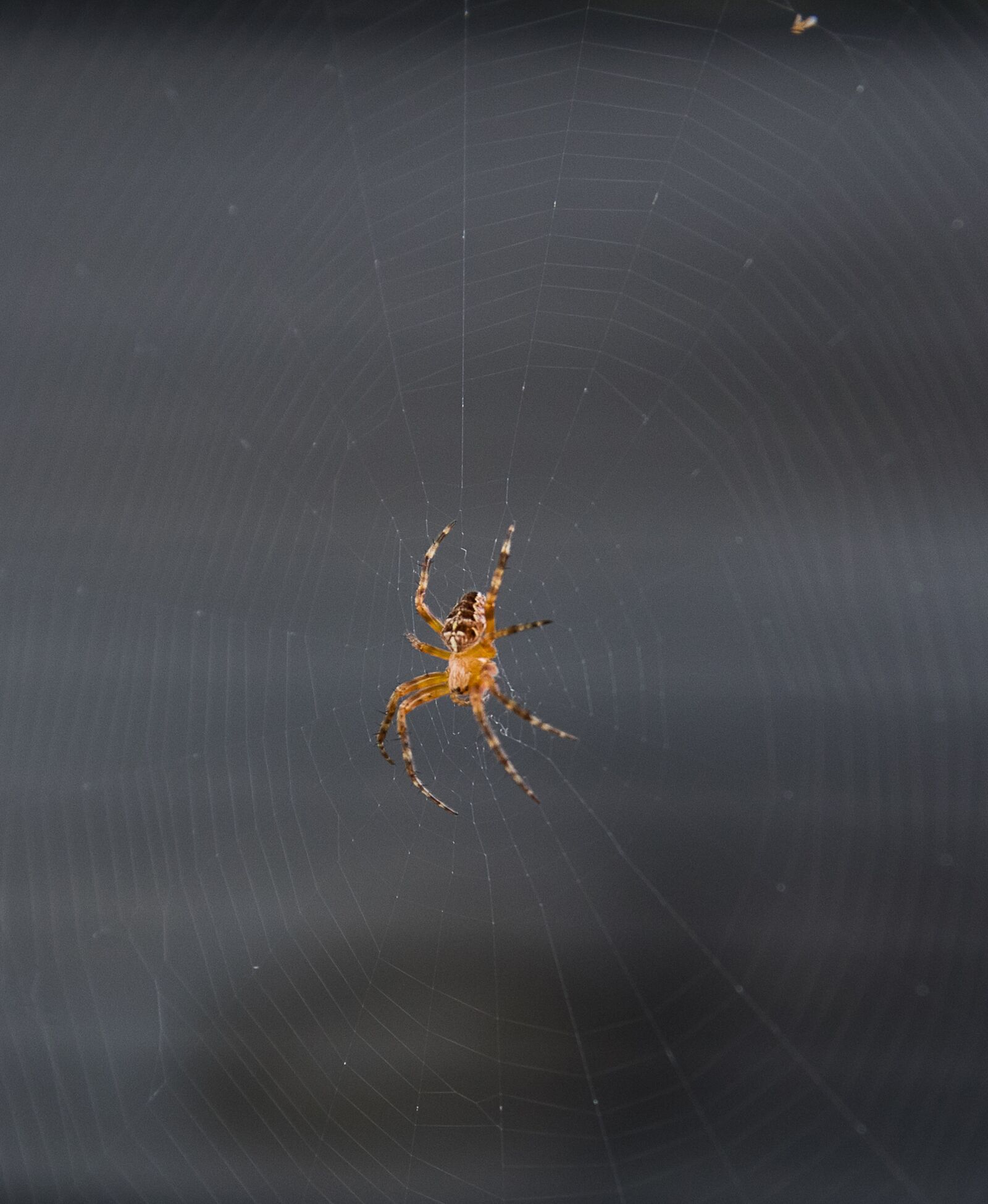 Canon EOS 80D sample photo. Spider, insect, cobweb photography
