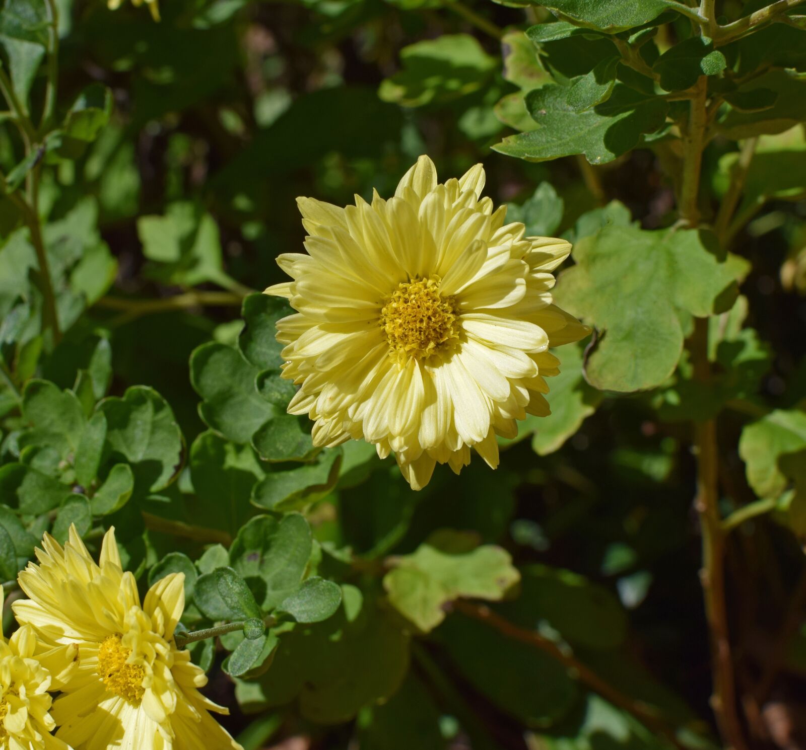 Nikon D3300 sample photo. Fall yellow mums, chrysanthemum photography