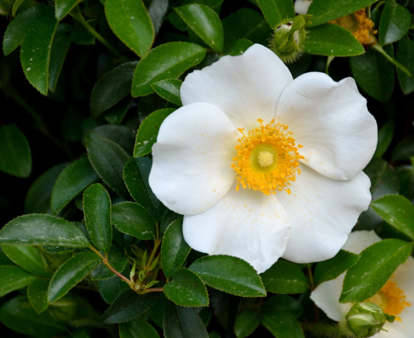 Nikon D7000 sample photo. Cherokee rose, rose, white photography
