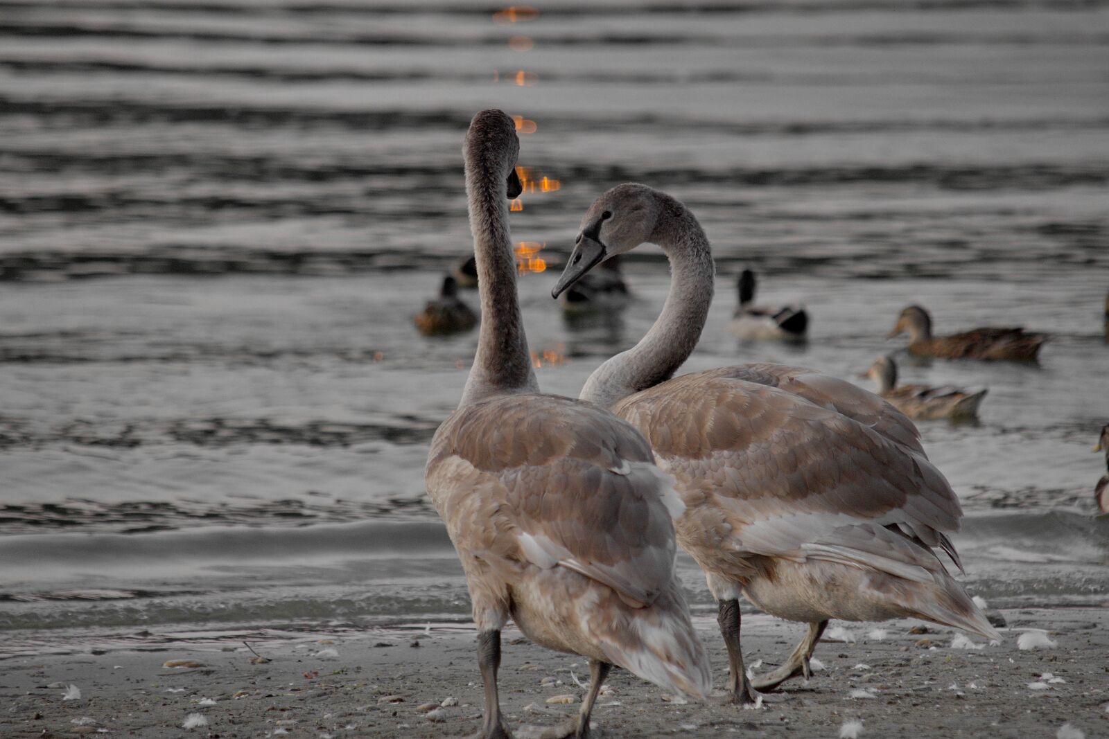 Nikon D5500 sample photo. Aquatic bird, gray, impressive photography