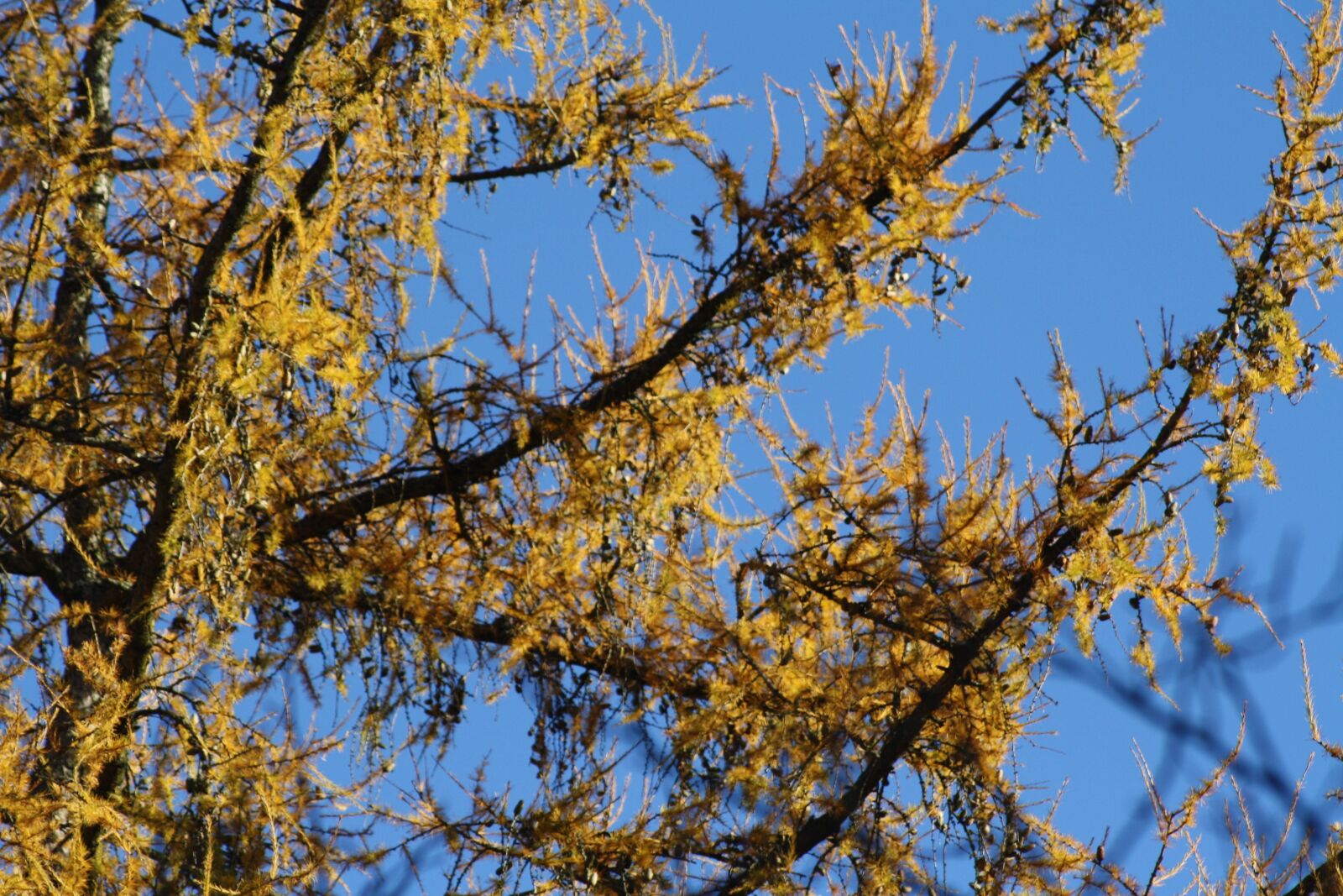 Canon EOS 1000D (EOS Digital Rebel XS / EOS Kiss F) sample photo. Larch, tree, yellow photography