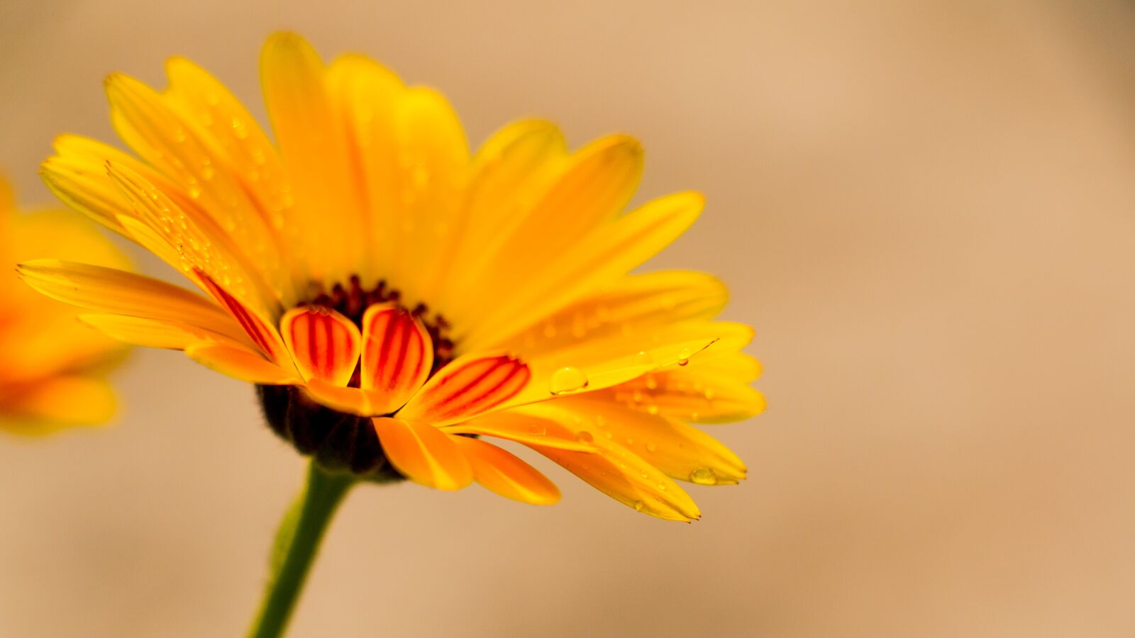 Canon EOS 70D sample photo. Calendula, yellow calendula flower photography