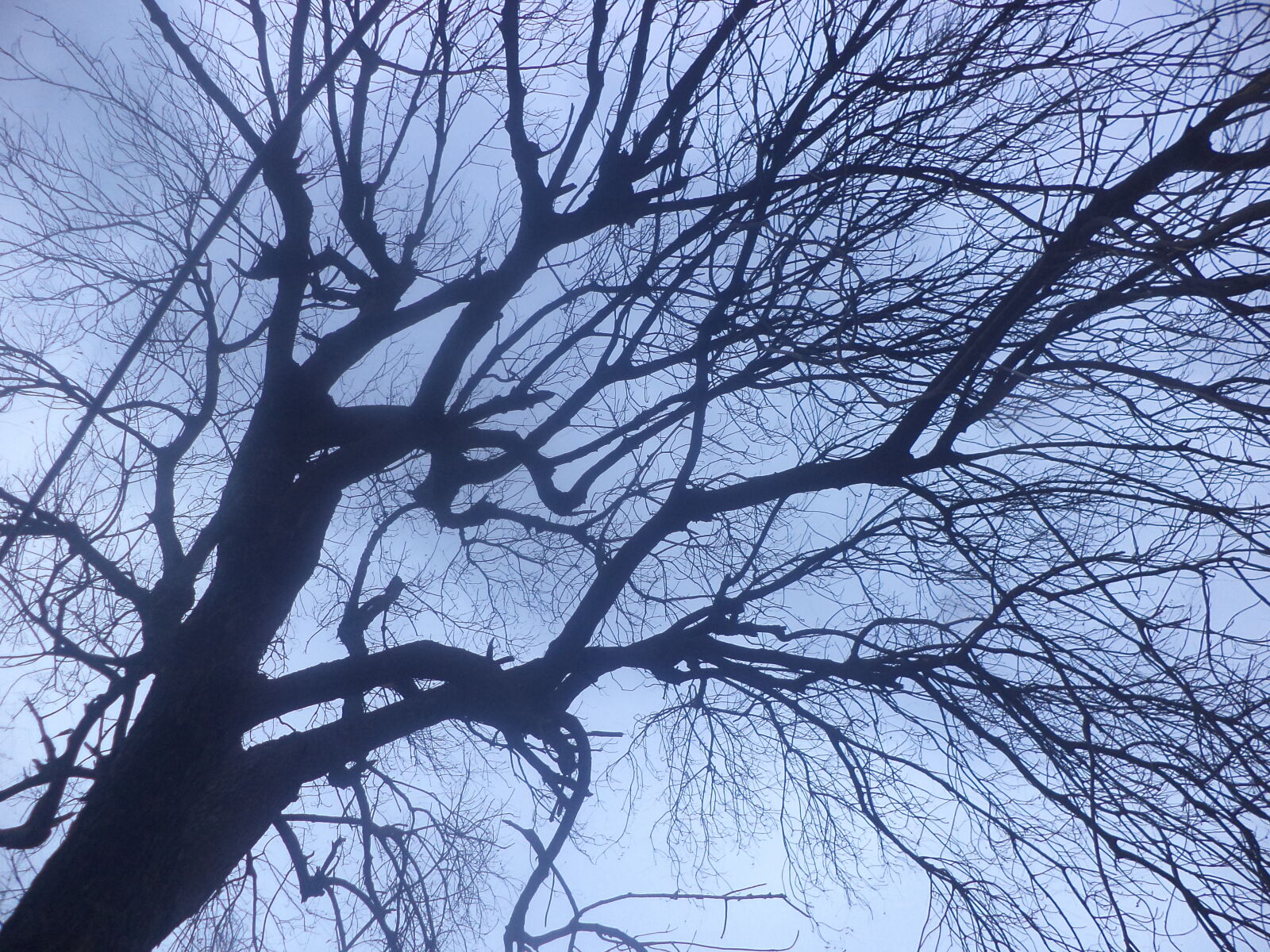 Sony DSC-S5000 sample photo