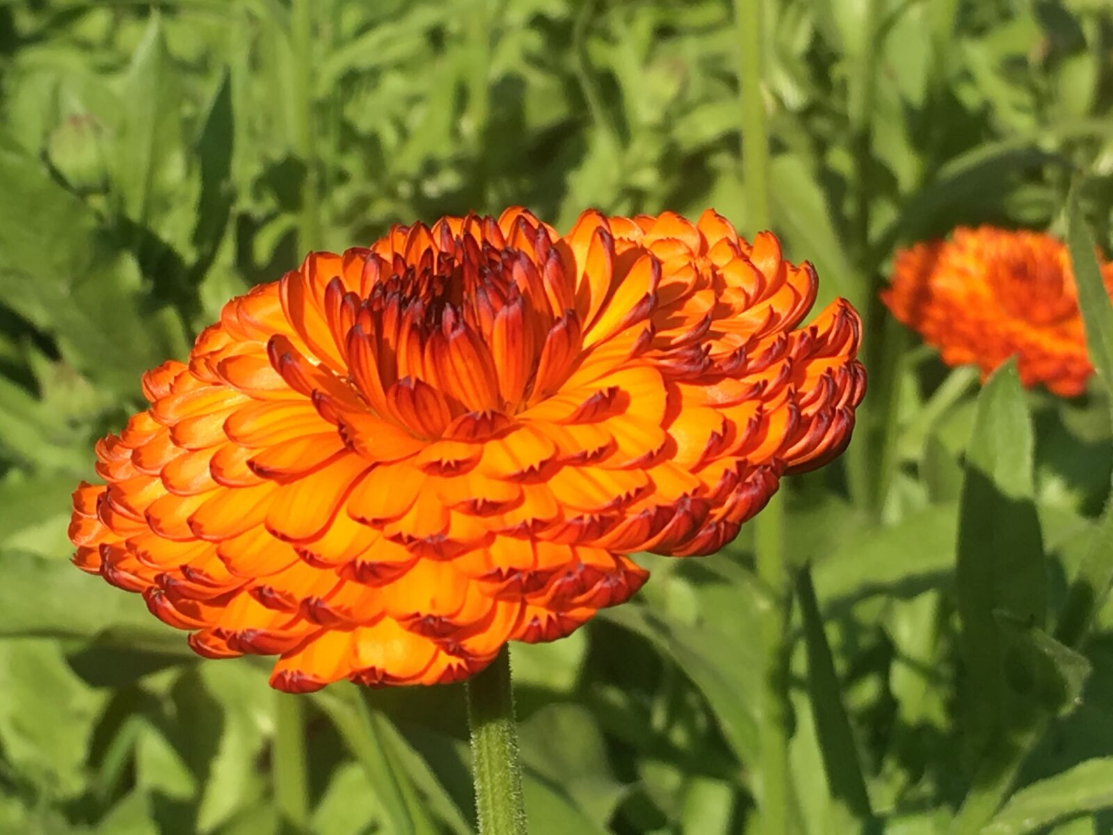 Apple iPhone 6s sample photo. Marigold, orange, flower photography