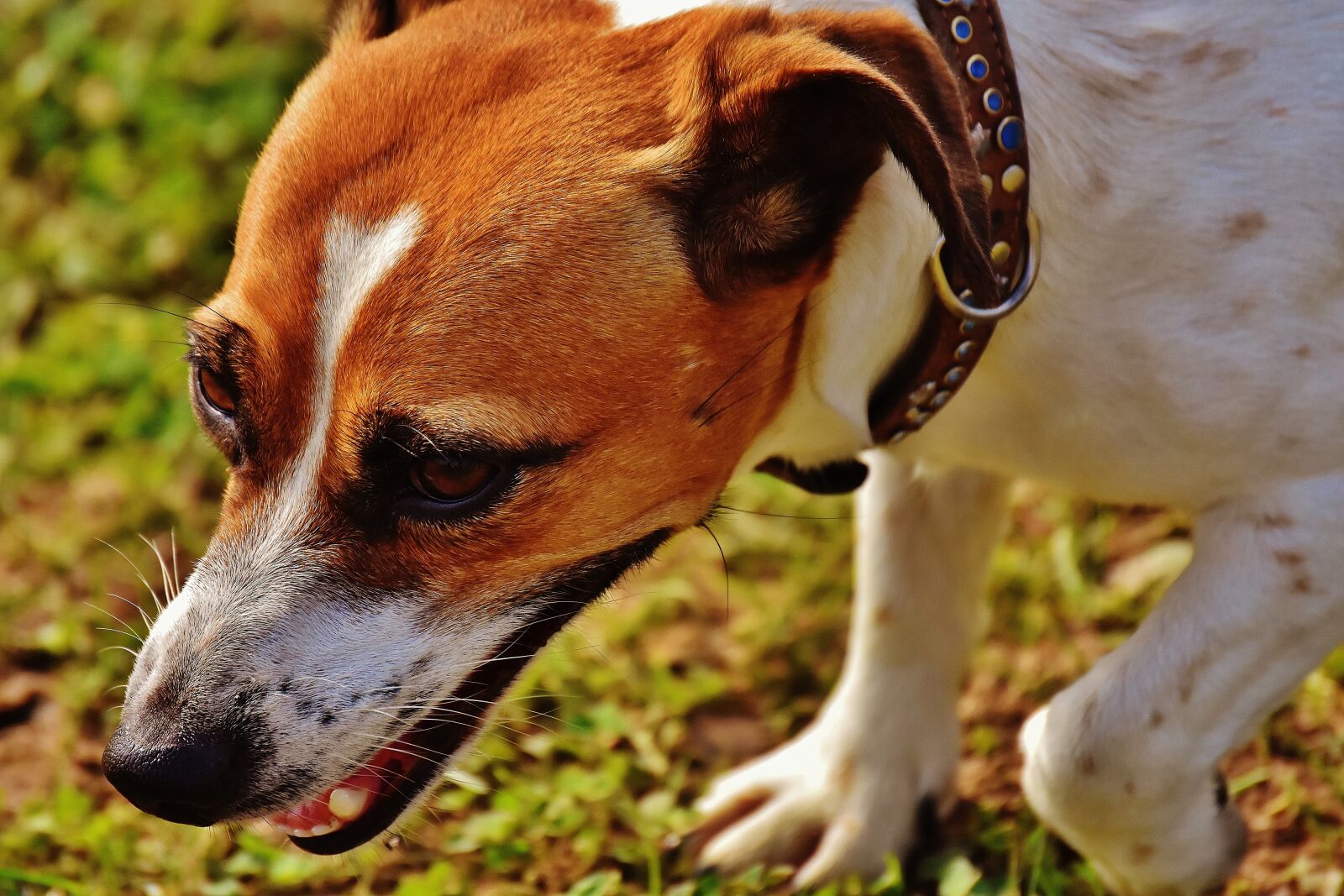 Nikon D7200 sample photo. Jack russell, terrier, play photography