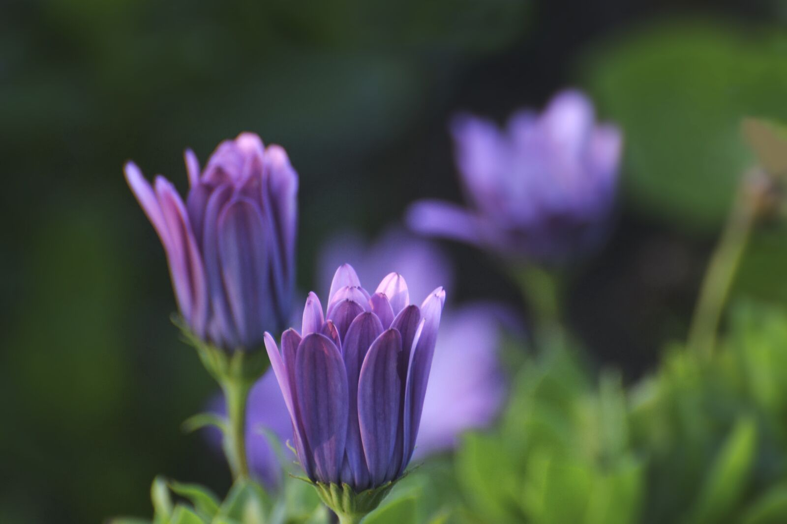 Nikon D5200 sample photo. Background, bells, bud photography