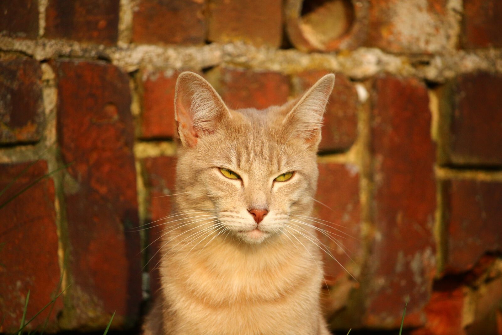 Canon EOS 100D (EOS Rebel SL1 / EOS Kiss X7) sample photo. Cat, mieze, kitten photography