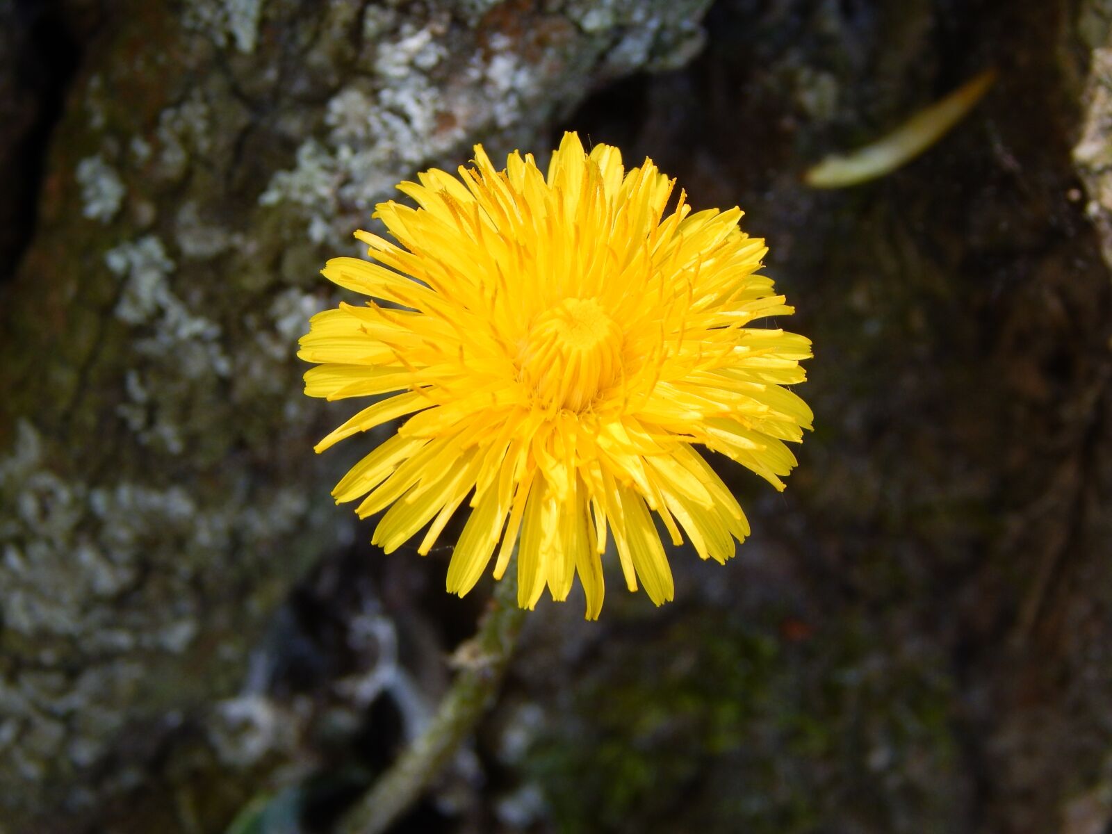 Nikon Coolpix L830 sample photo. Buttercup, dandelion, flowers photography