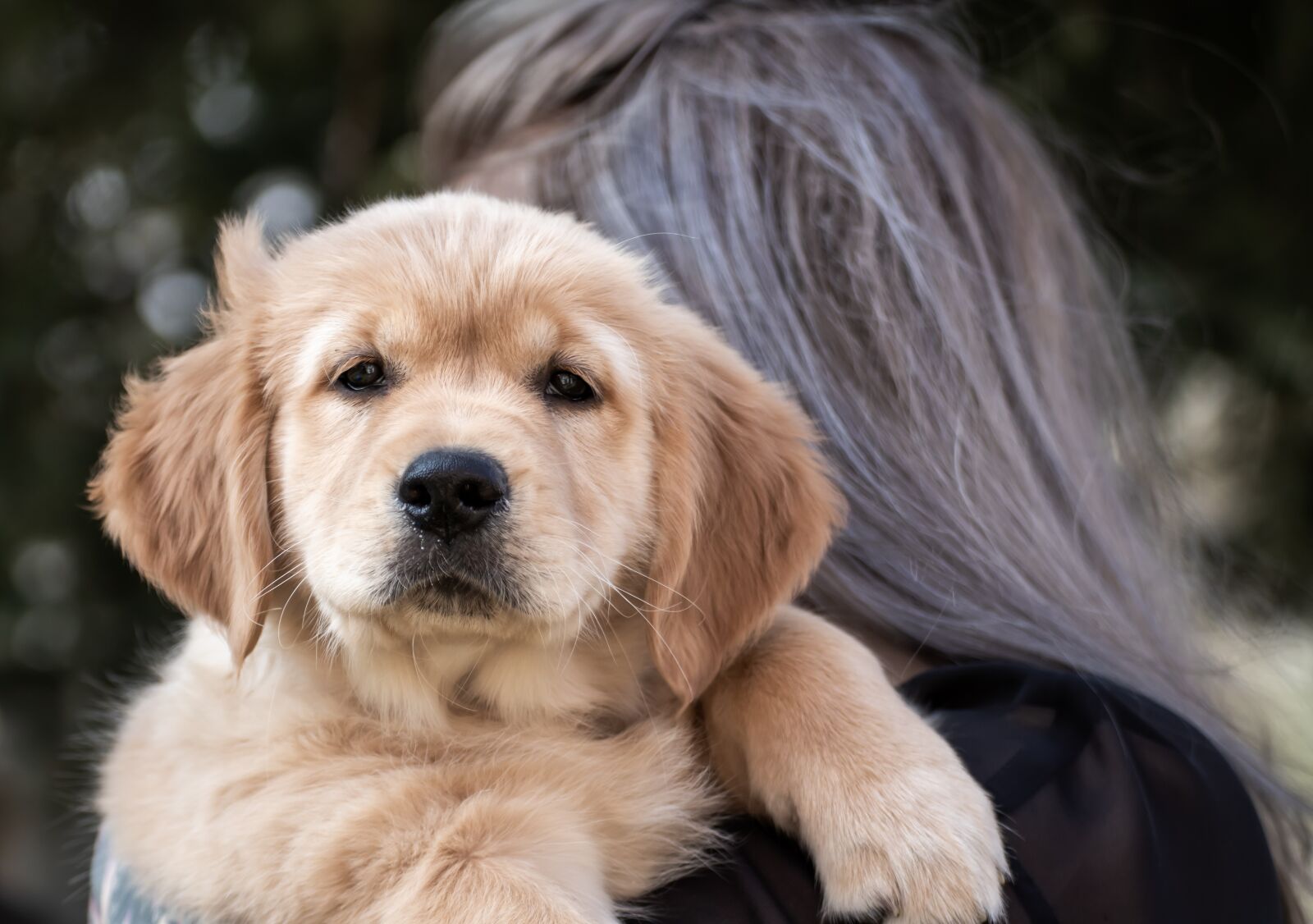 Canon EOS 200D (EOS Rebel SL2 / EOS Kiss X9) sample photo. Dog, puppy, golden retriever photography