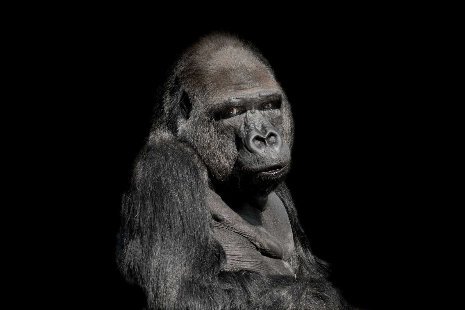 Nikon D610 sample photo. Ape, monkey, mammal photography