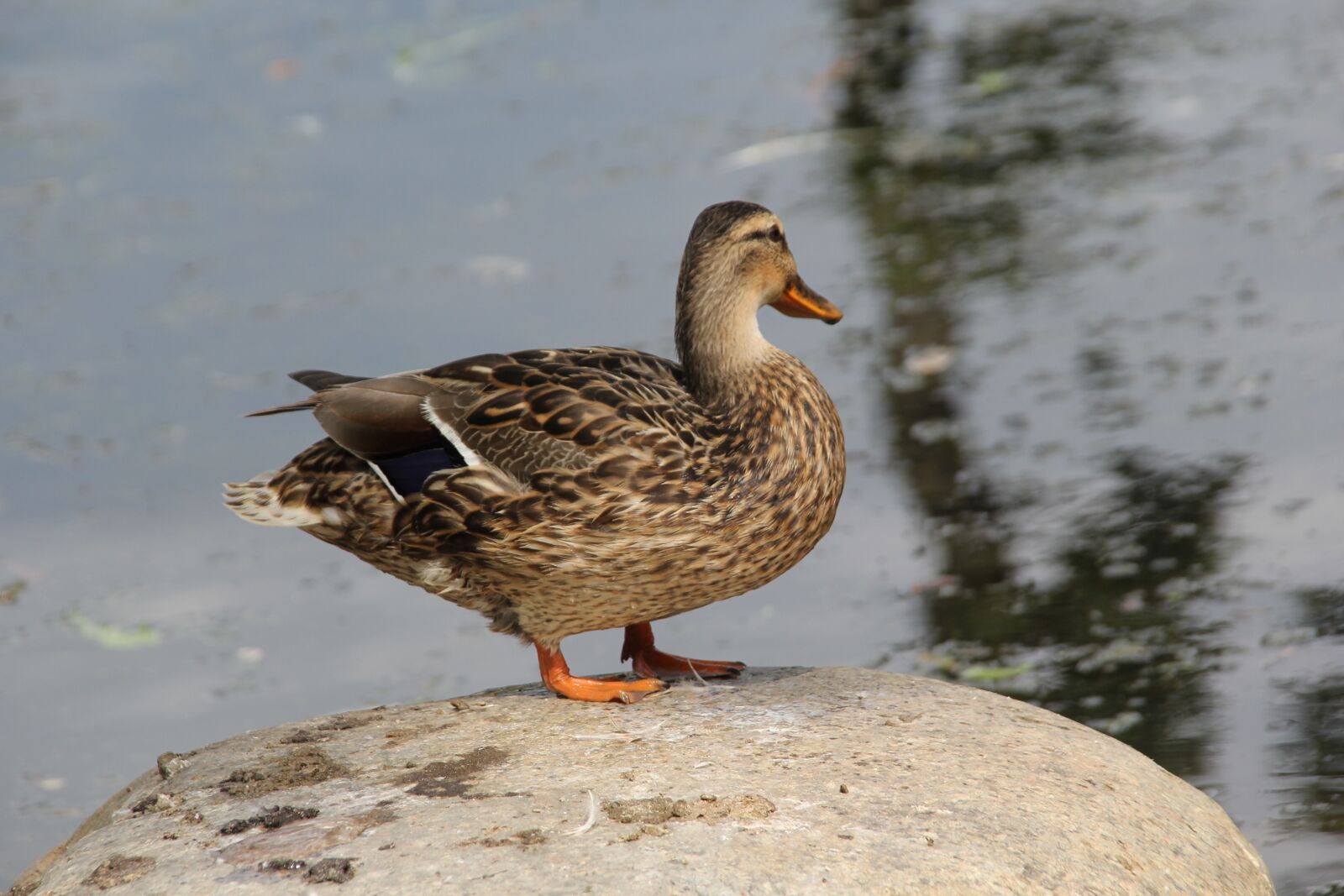 Canon EOS 60D sample photo. Duck, water, bird photography