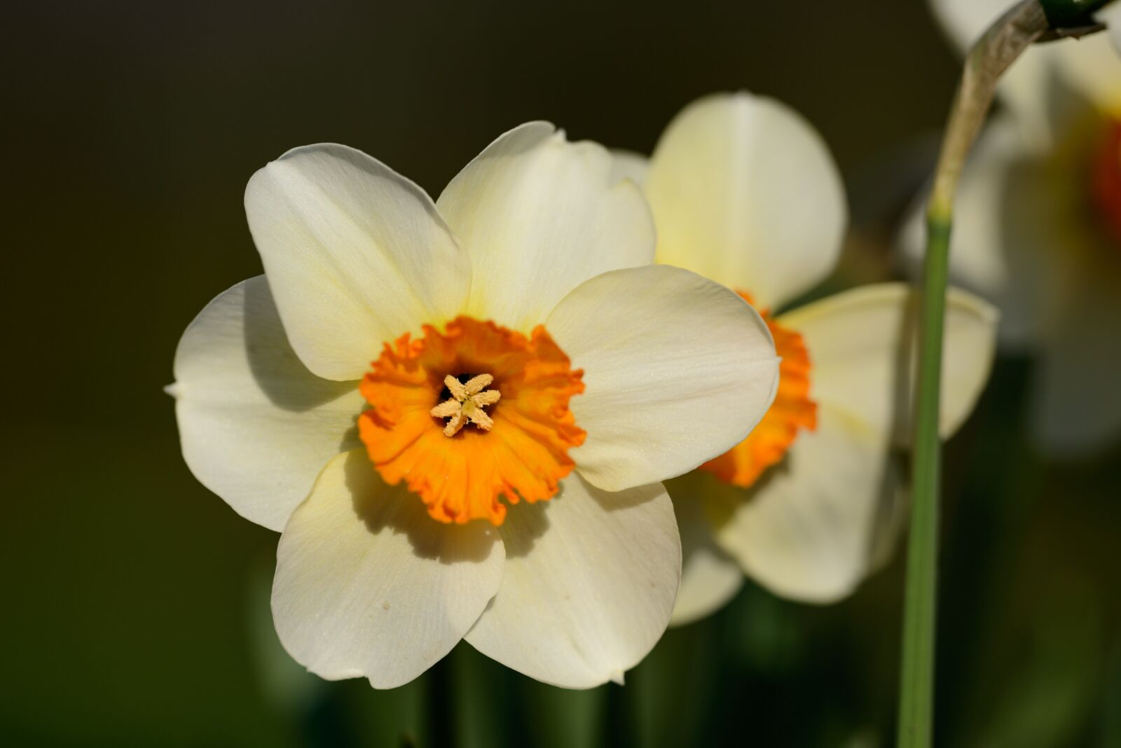 Nikon D800 sample photo. Daffodils, narcissus, daffodil photography