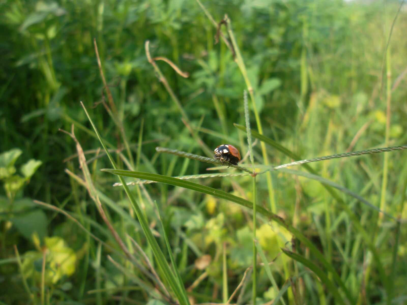 Samsung ST65 sample photo