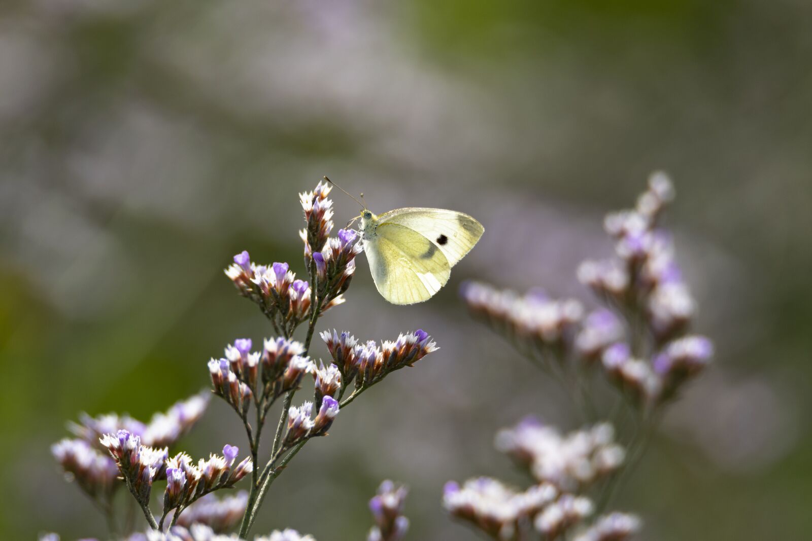 Tamron SP 150-600mm F5-6.3 Di VC USD sample photo. Butterfly, insect, wings photography