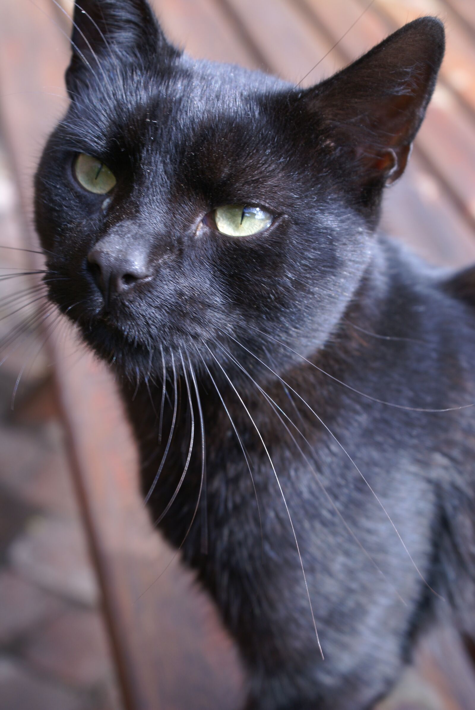 Sony Alpha DSLR-A100 sample photo. Cat, animal, a normal photography