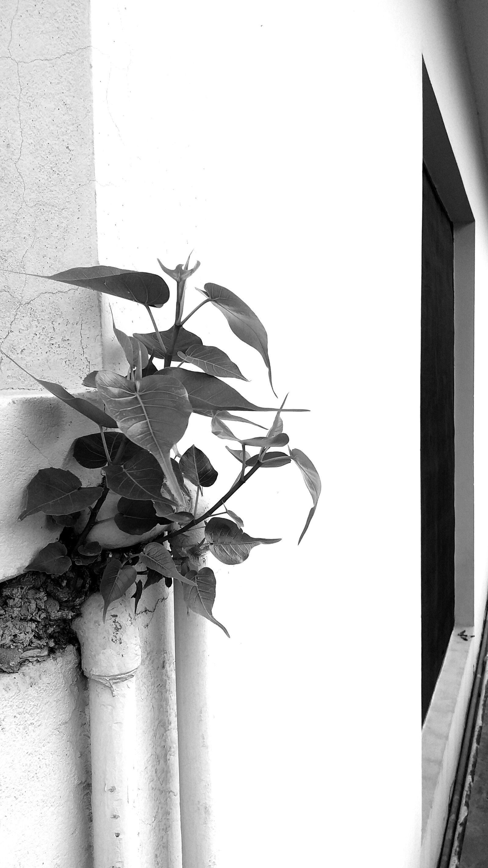 Samsung Galaxy J4+ sample photo. Black, aesthetics, aesthetic photography