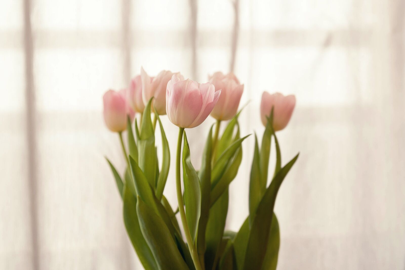Tamron SP 24-70mm F2.8 Di VC USD sample photo. Tulips, spring, flowers photography