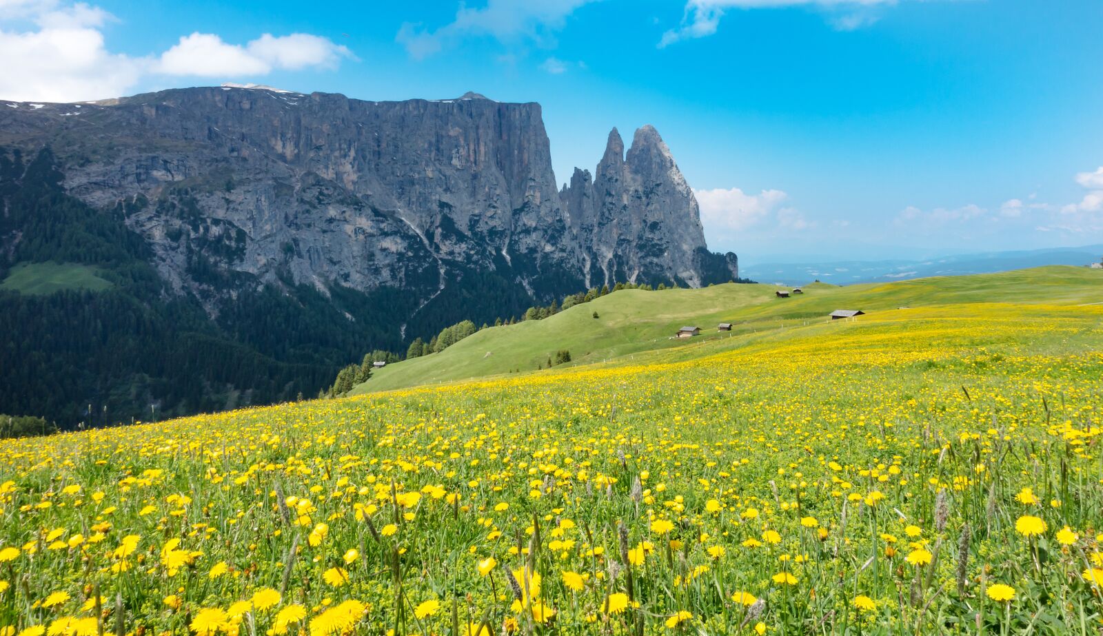 Sony Cyber-shot DSC-RX100 III sample photo. Mountain meadow, alpine flowers photography