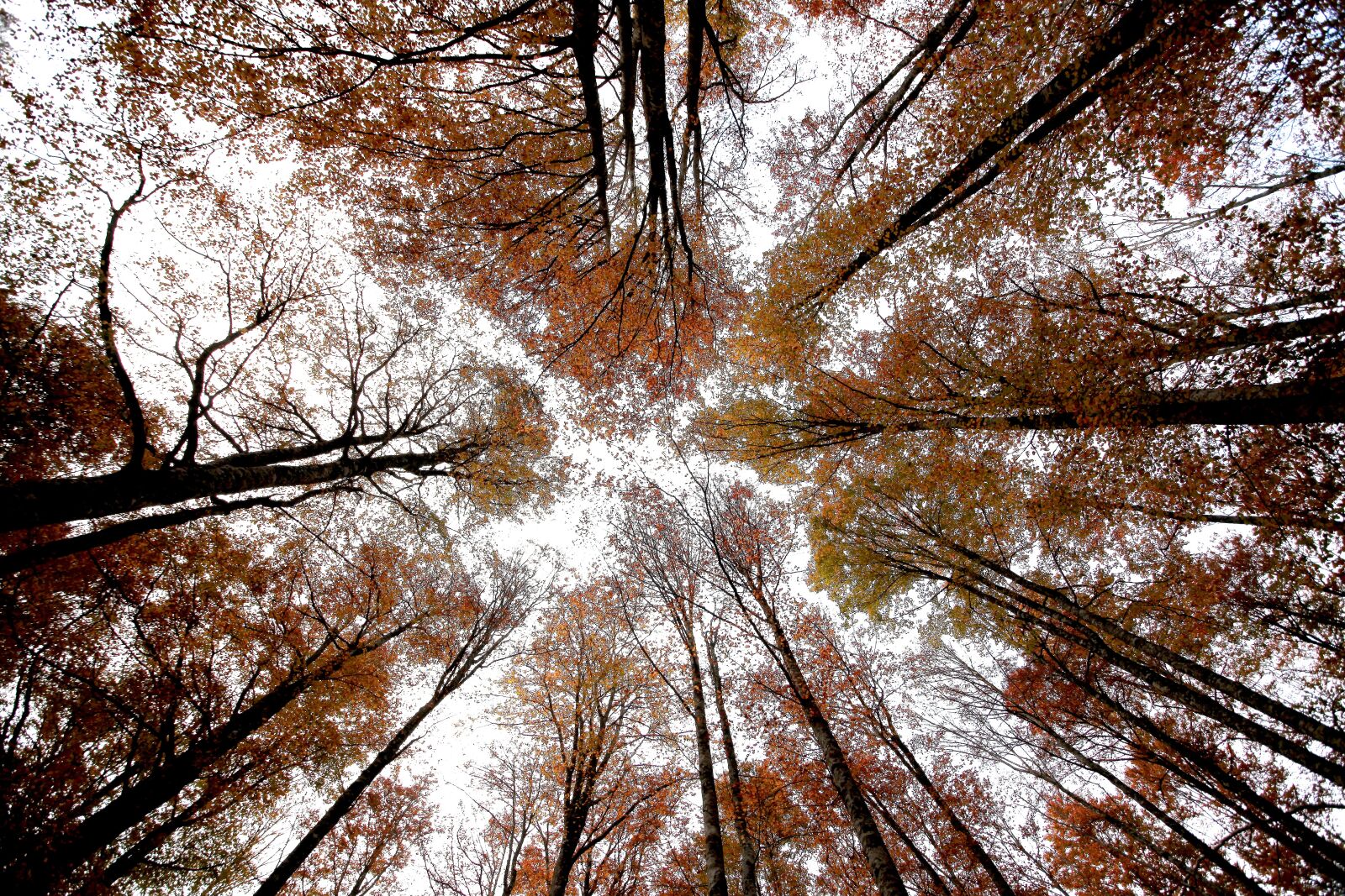 Canon EOS 5D Mark II sample photo. Trees, sky, nature photography
