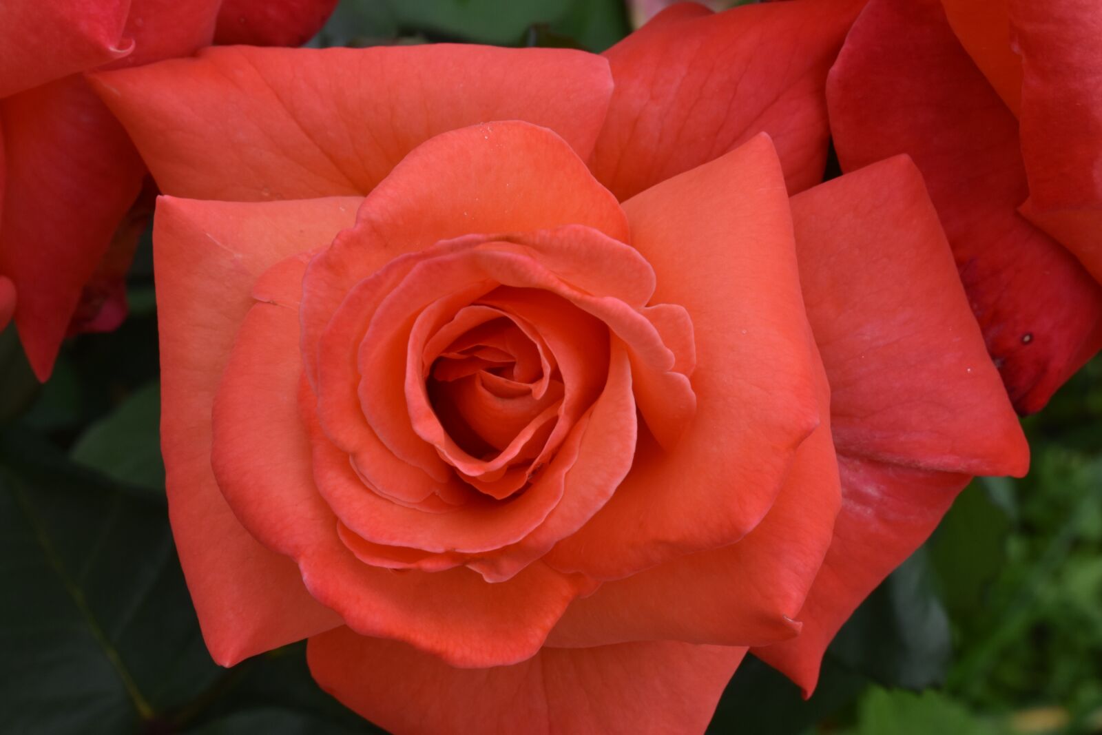 Nikon D3400 sample photo. Rose, flower, bloom photography