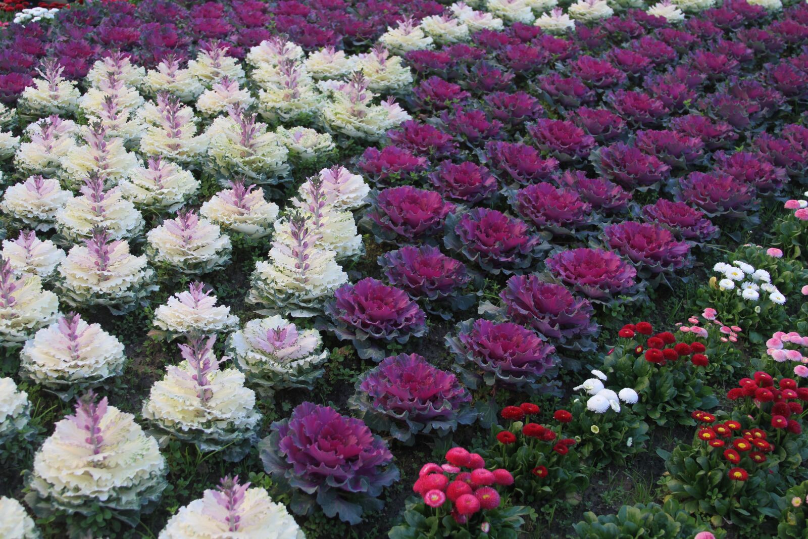 Canon EOS 7D sample photo. Flowers, braga, portugal photography