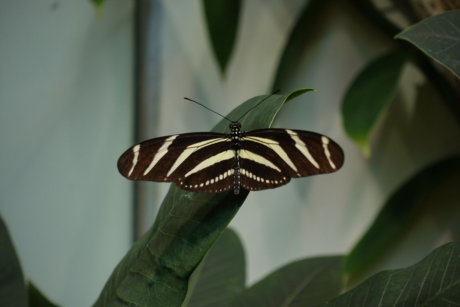 Sony DSC-RX100M5 sample photo. Butterfly, longwing, black photography