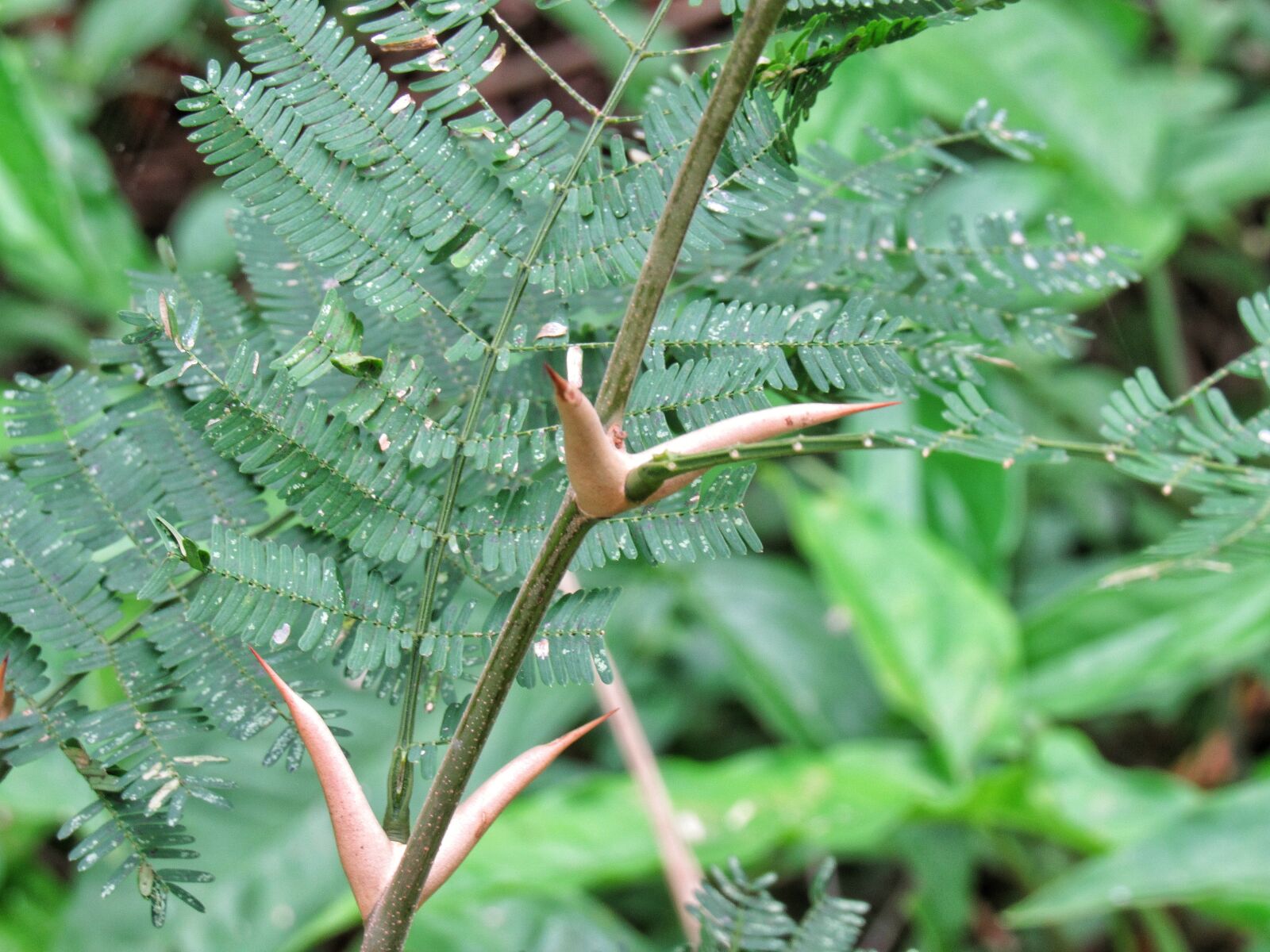 Canon PowerShot SX530 HS sample photo. Thorn, cock-spur, leaf photography